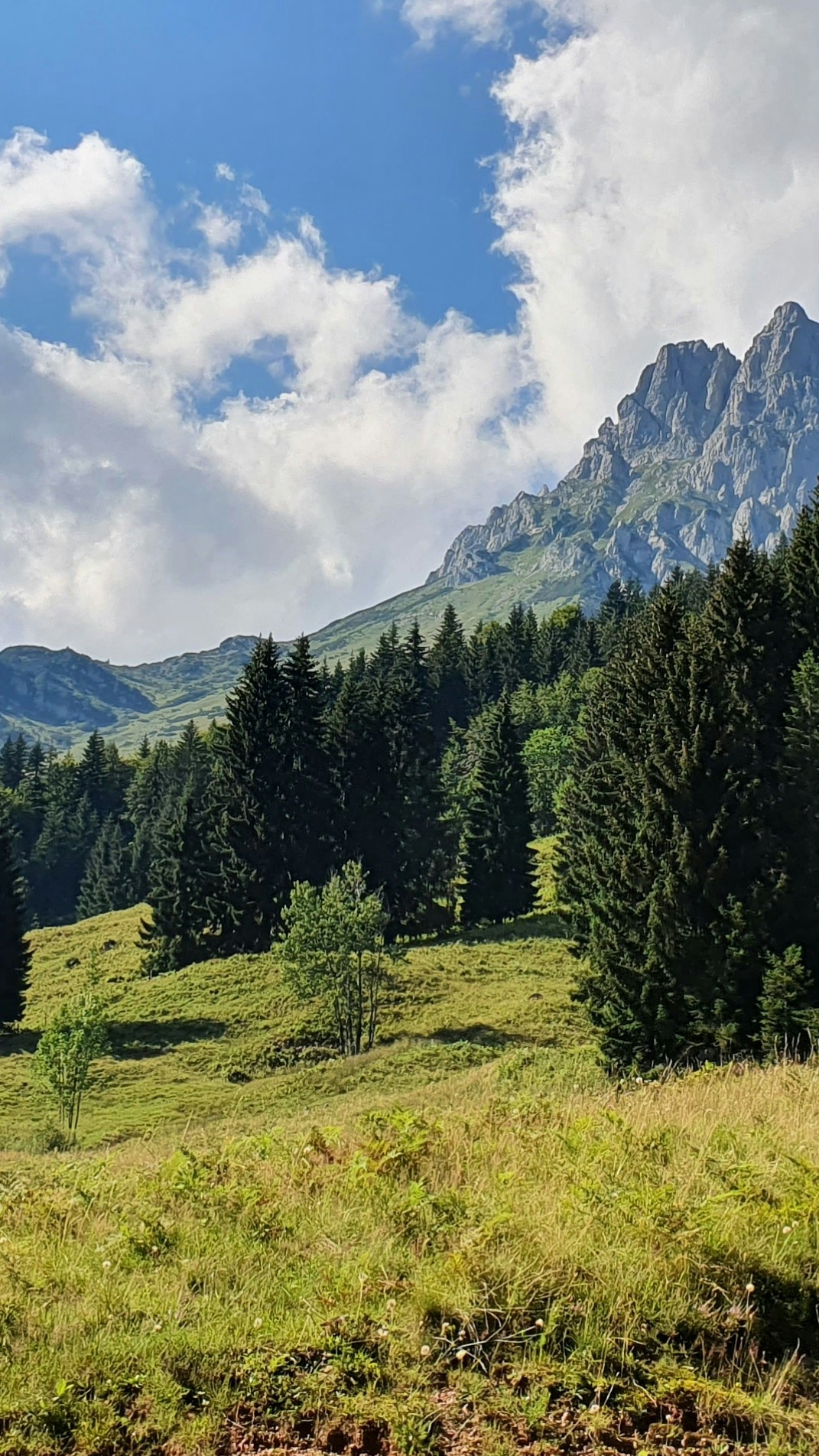 Rocky Mountain Forest Meadow Landscape
