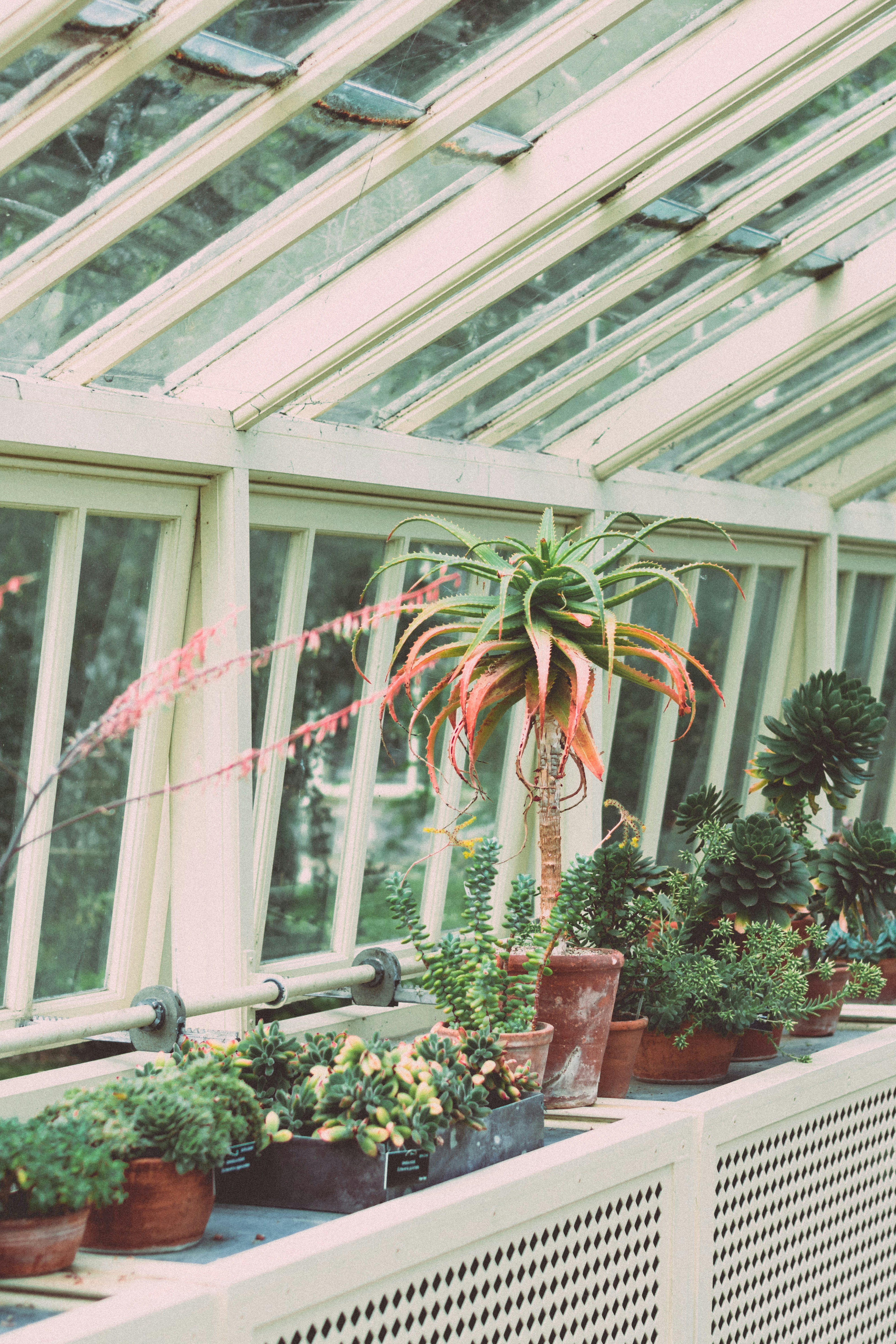 Succulents in Greenhouse