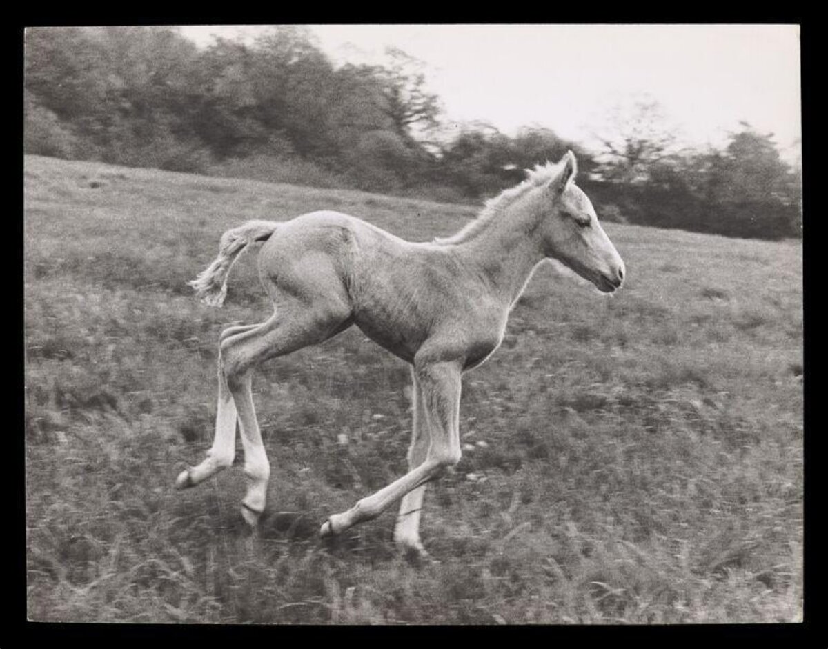 Foal Running on Grassy Hillside