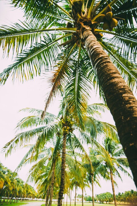 Low Angle View of Coconut Palm Grove