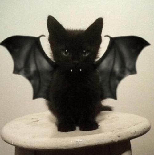 Image 50998 — Pets
