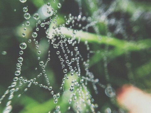 Dewdrops on Spider Web
