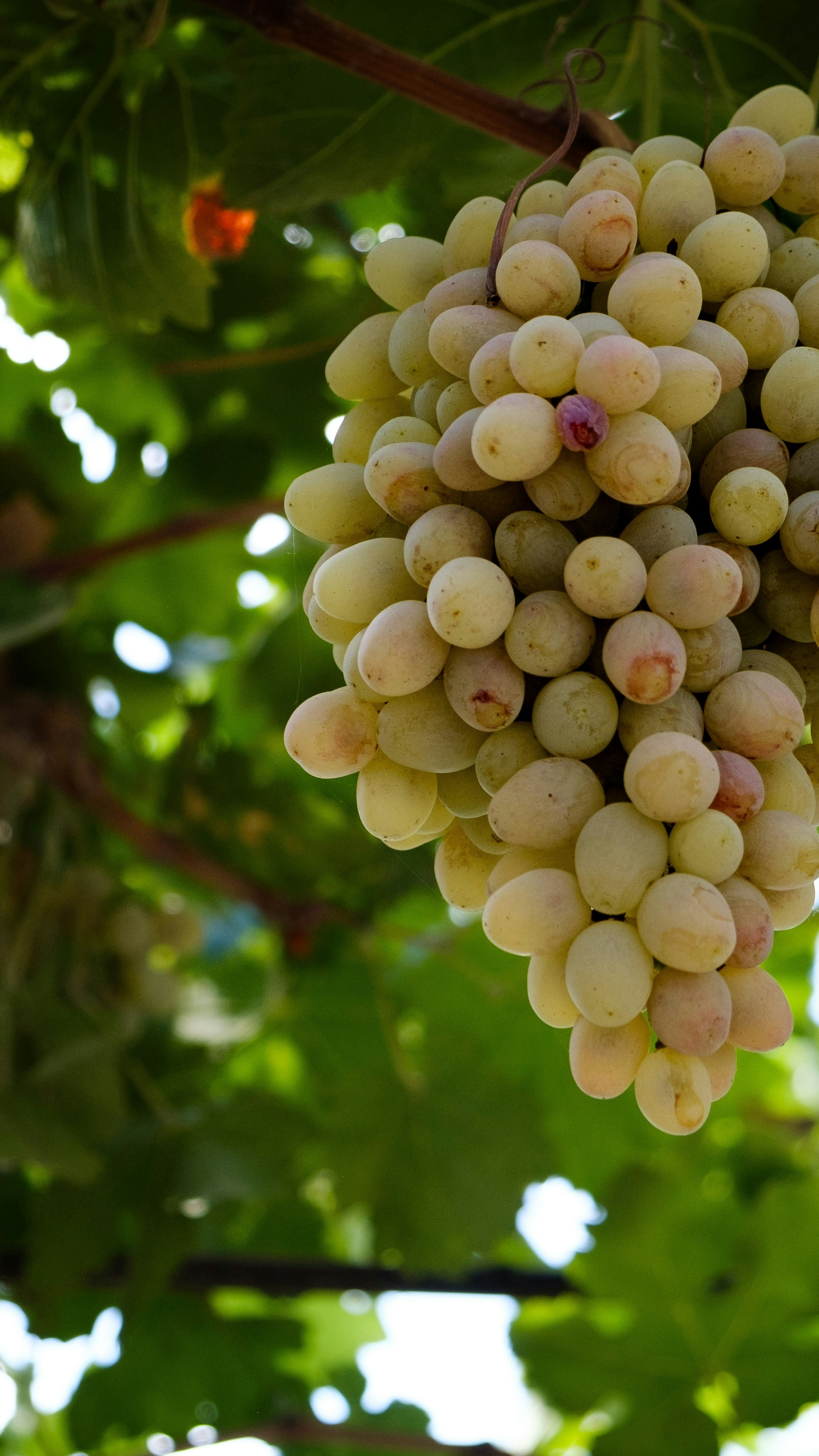 Ripe White Grape Cluster on Vine