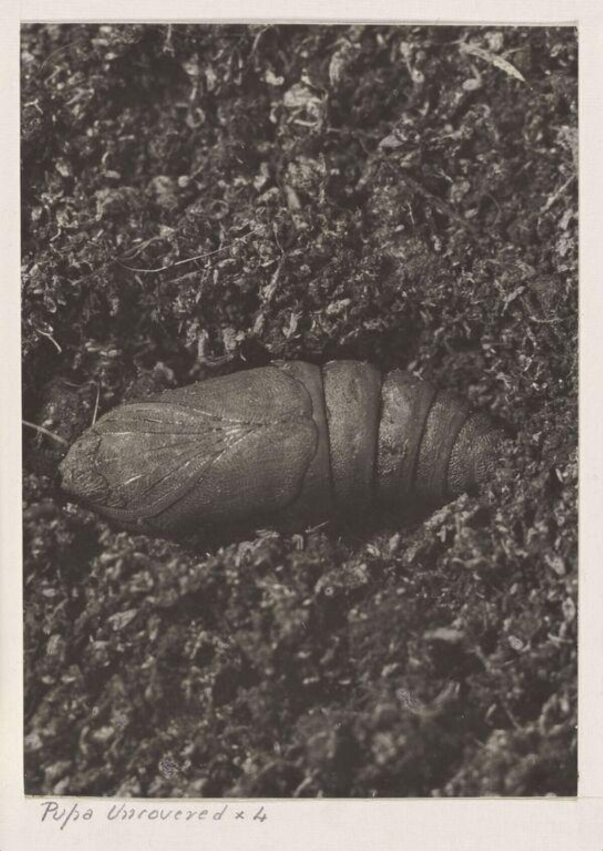 Uncovered Insect Pupa in Soil