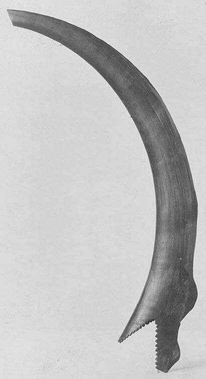 Prehistoric Tusk Fossil Specimen
