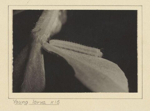 15x Magnified Young Larva on Plant