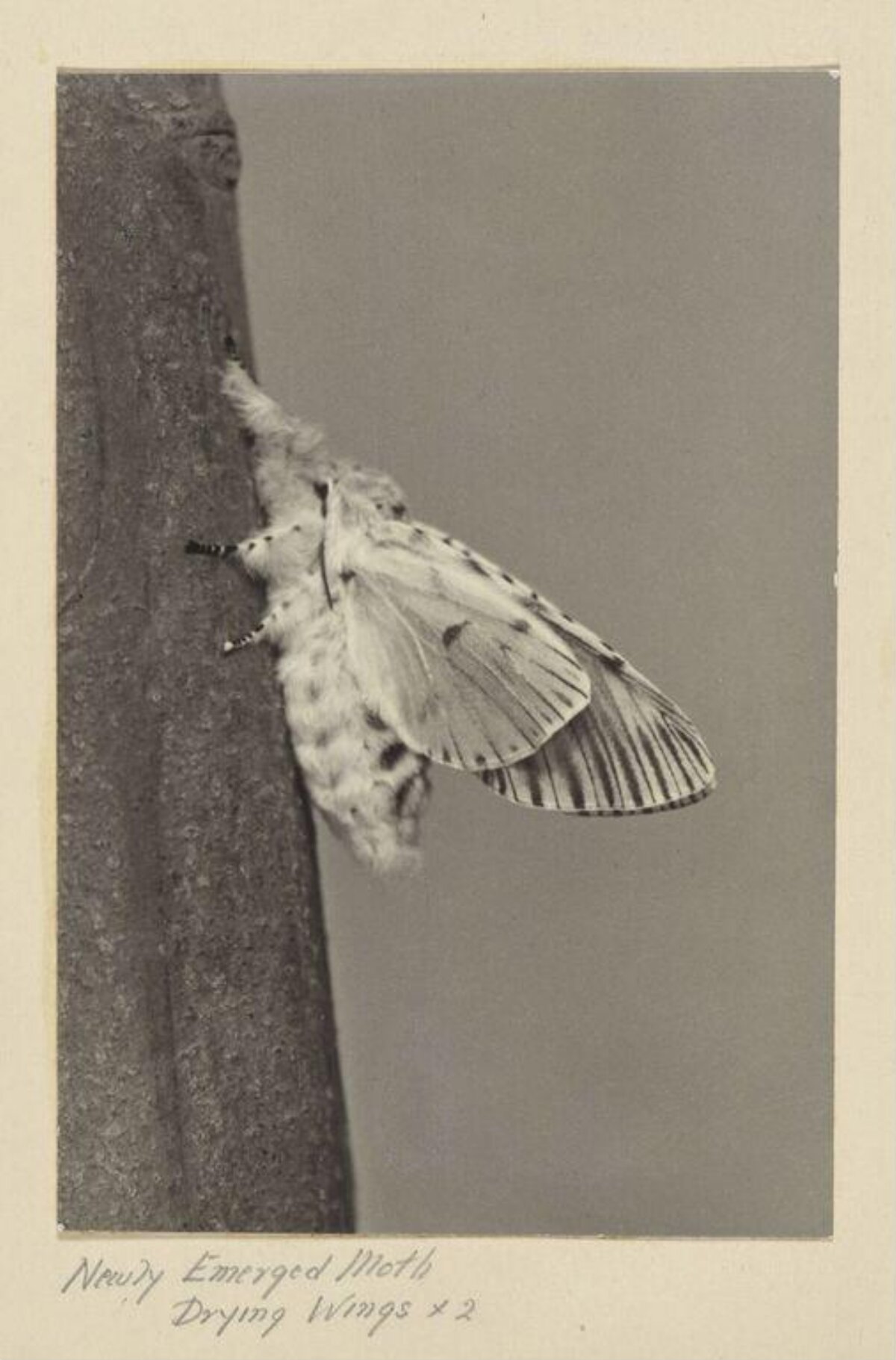 Newly Emerged Moth Drying Wings