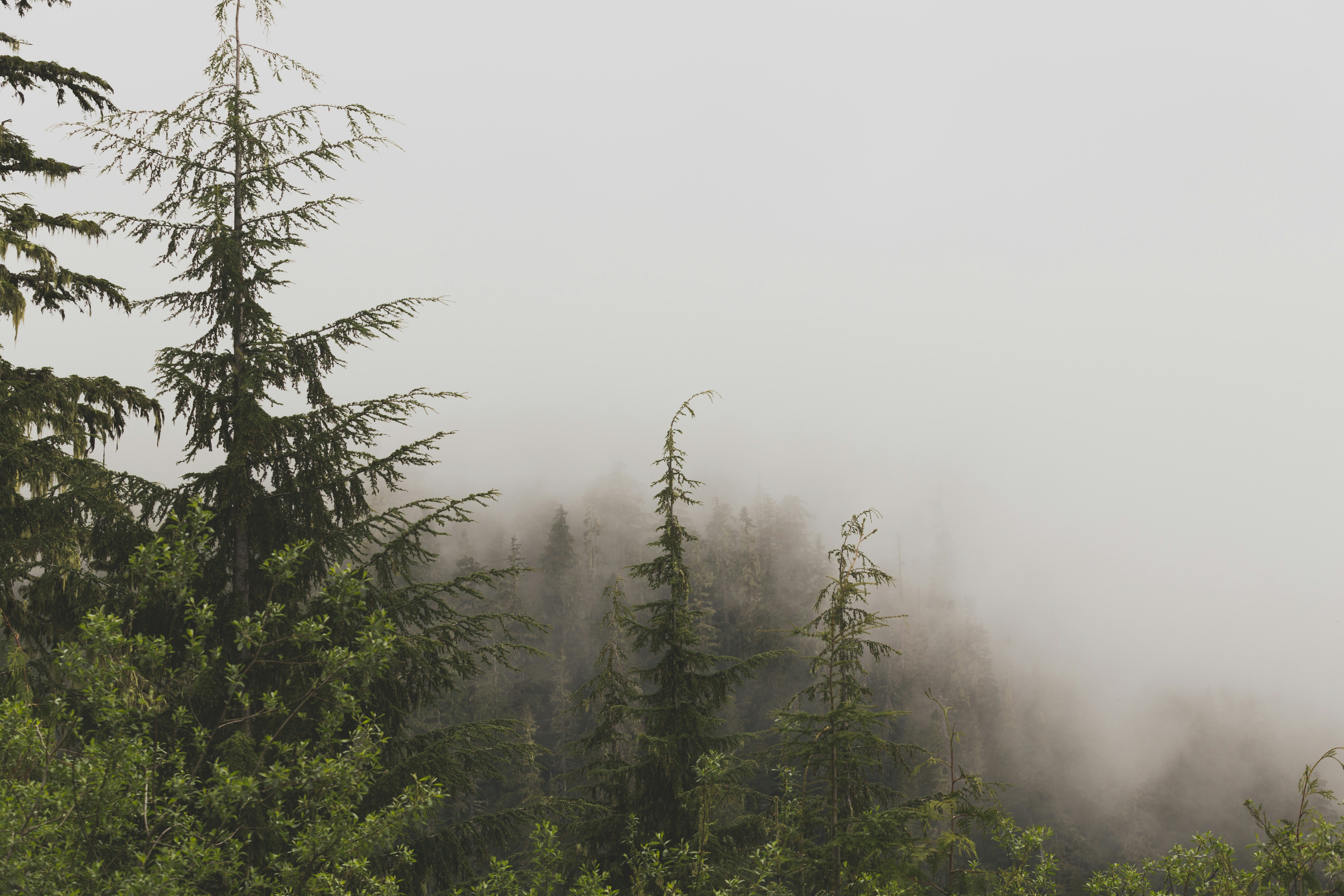 Foggy Mountain Forest