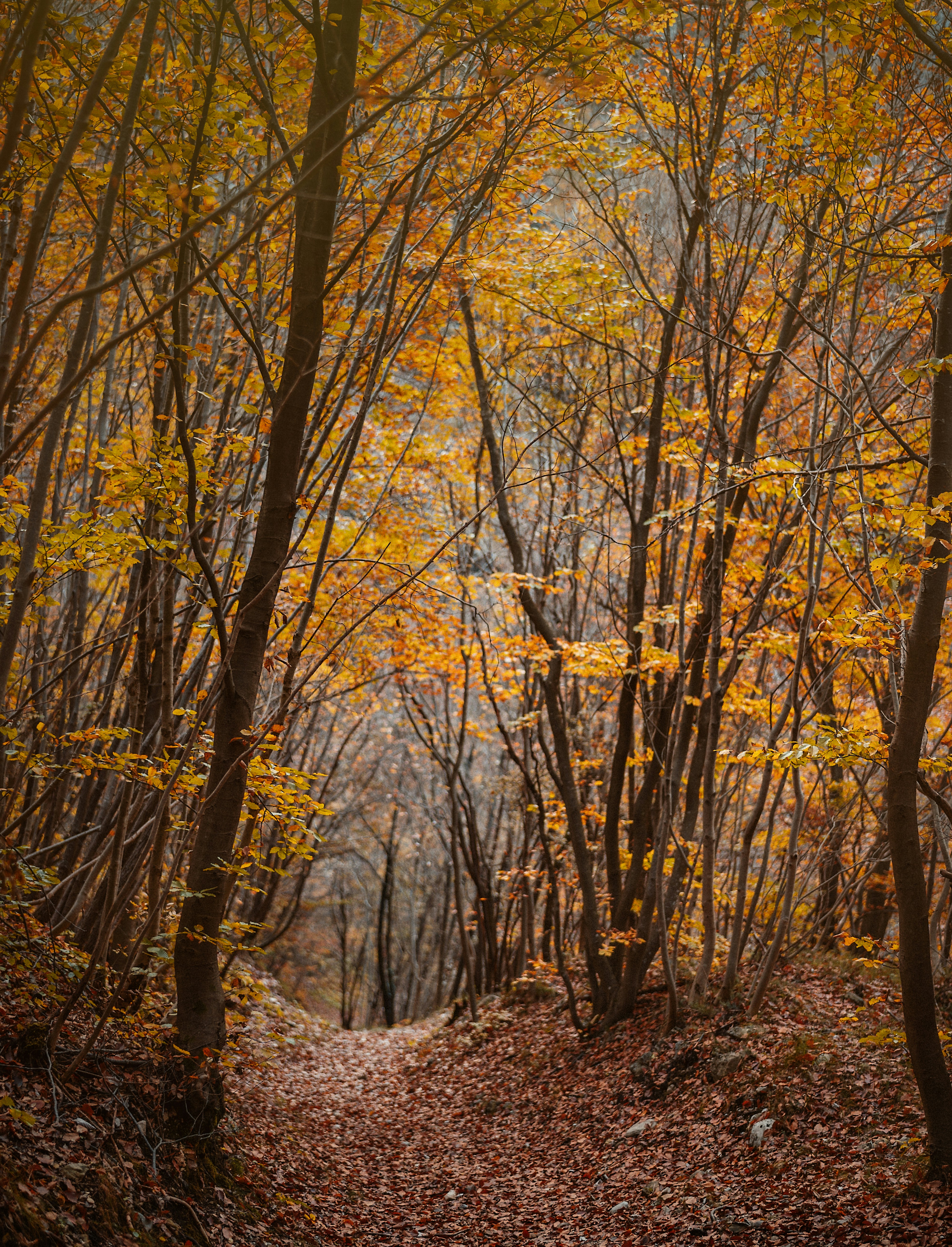 Autumn Forest Leaf-covered Path