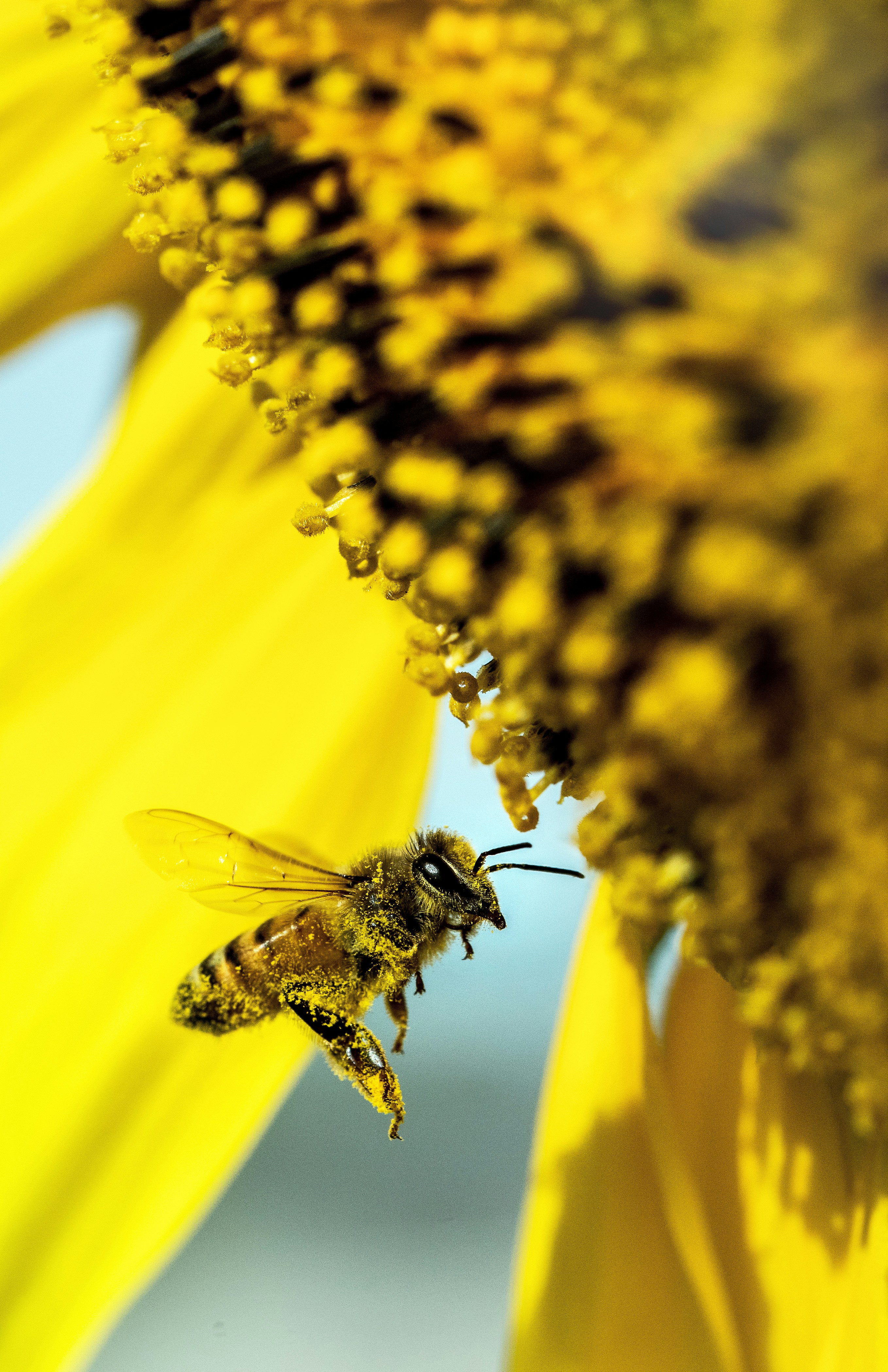 Honey Bee on Sunflower