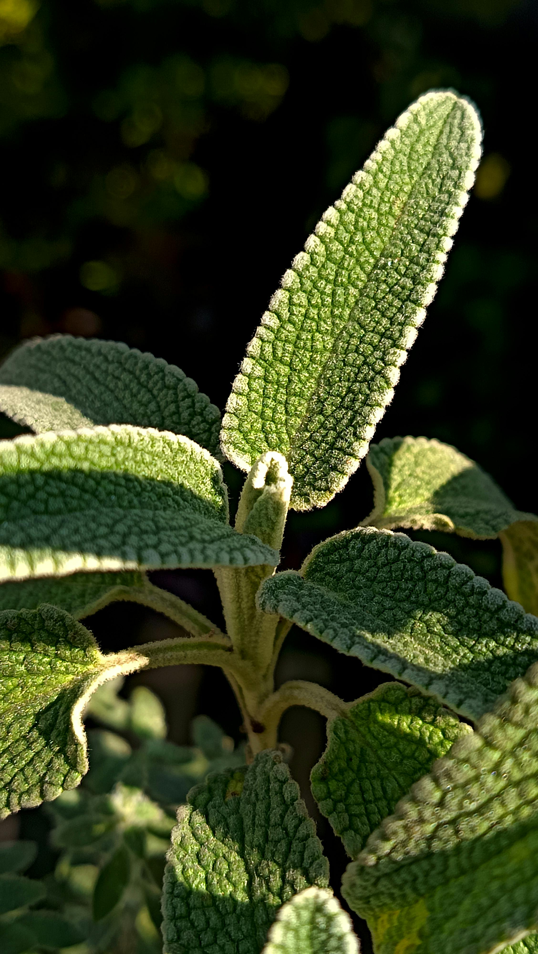 Backlit Fuzzy Textured Plant Leaves