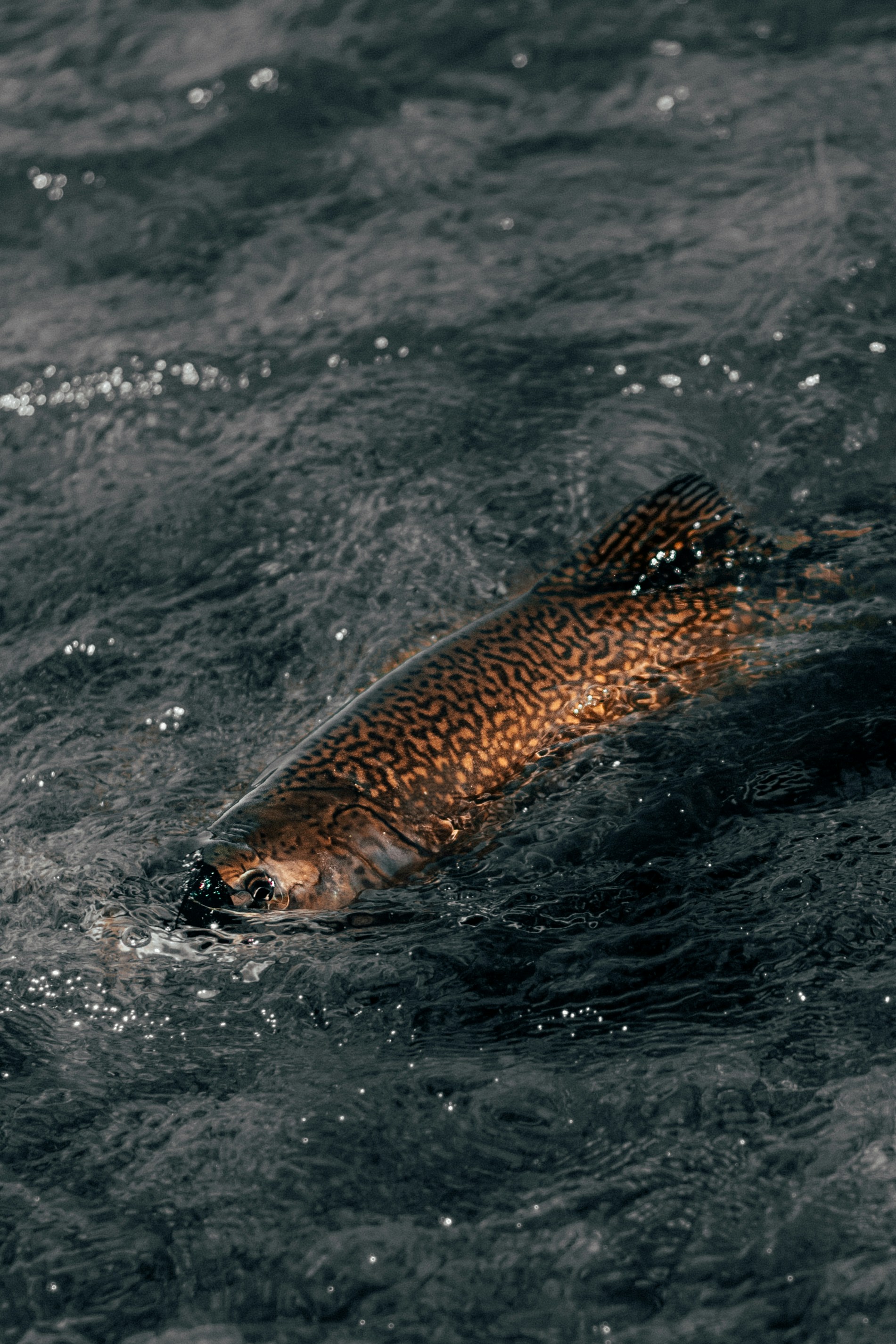 Tiger Trout In Dark Water