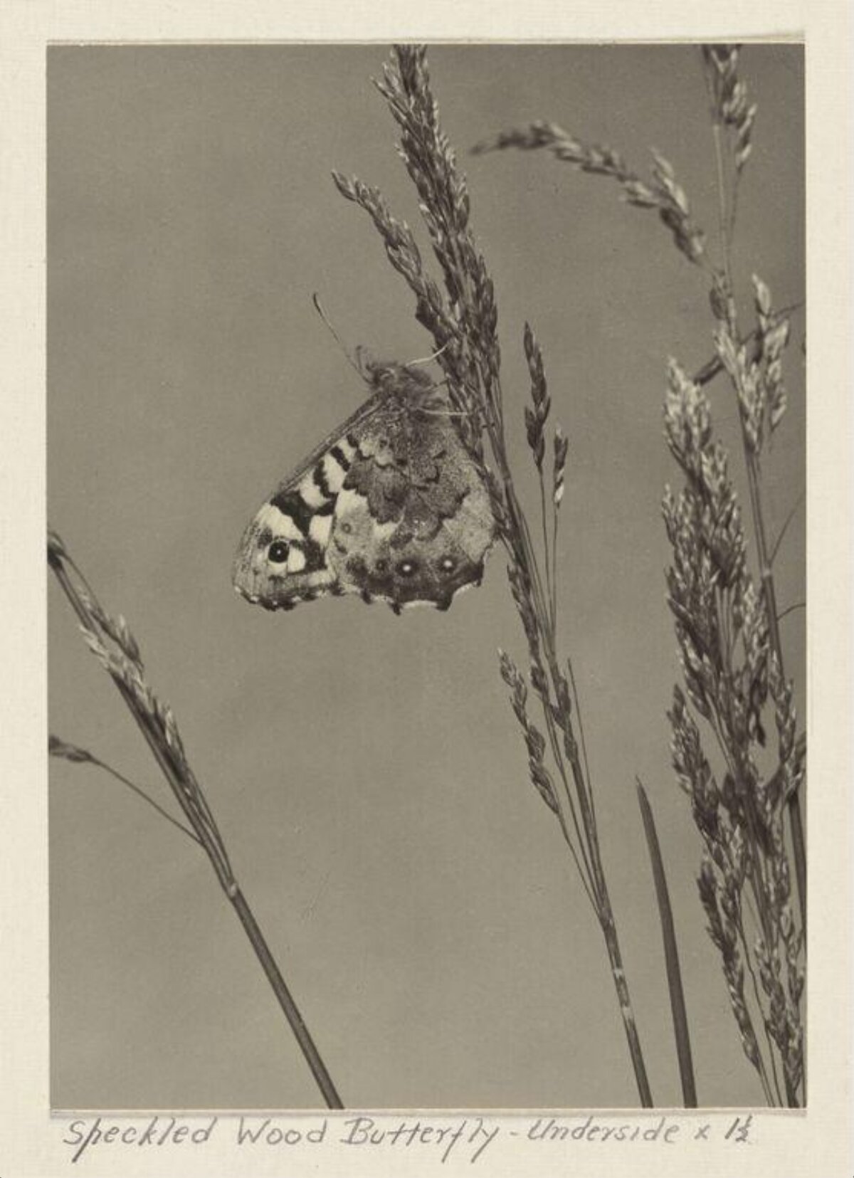 Speckled Wood Butterfly Underside