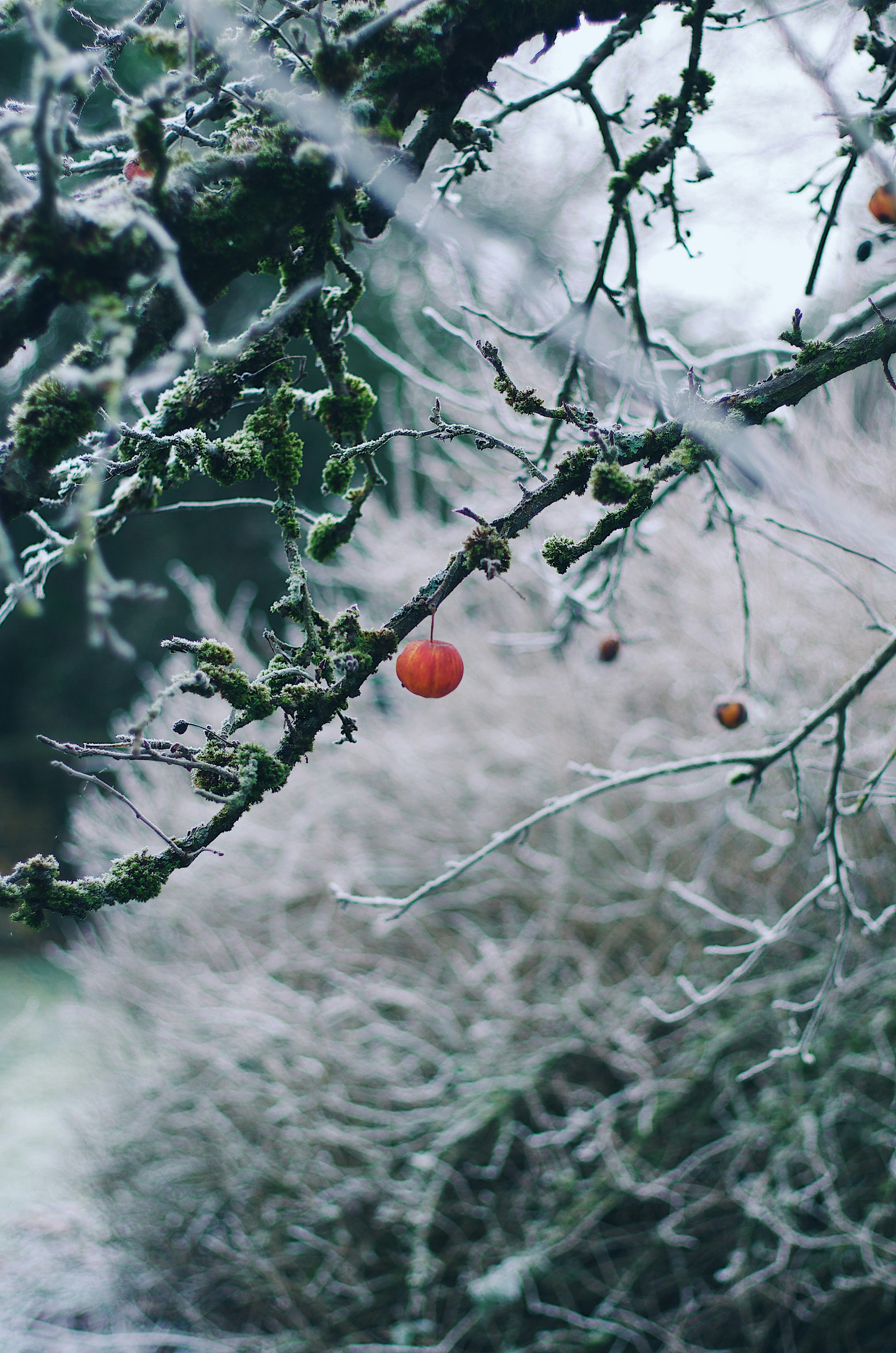Frosted Branch With Red Crab Apple