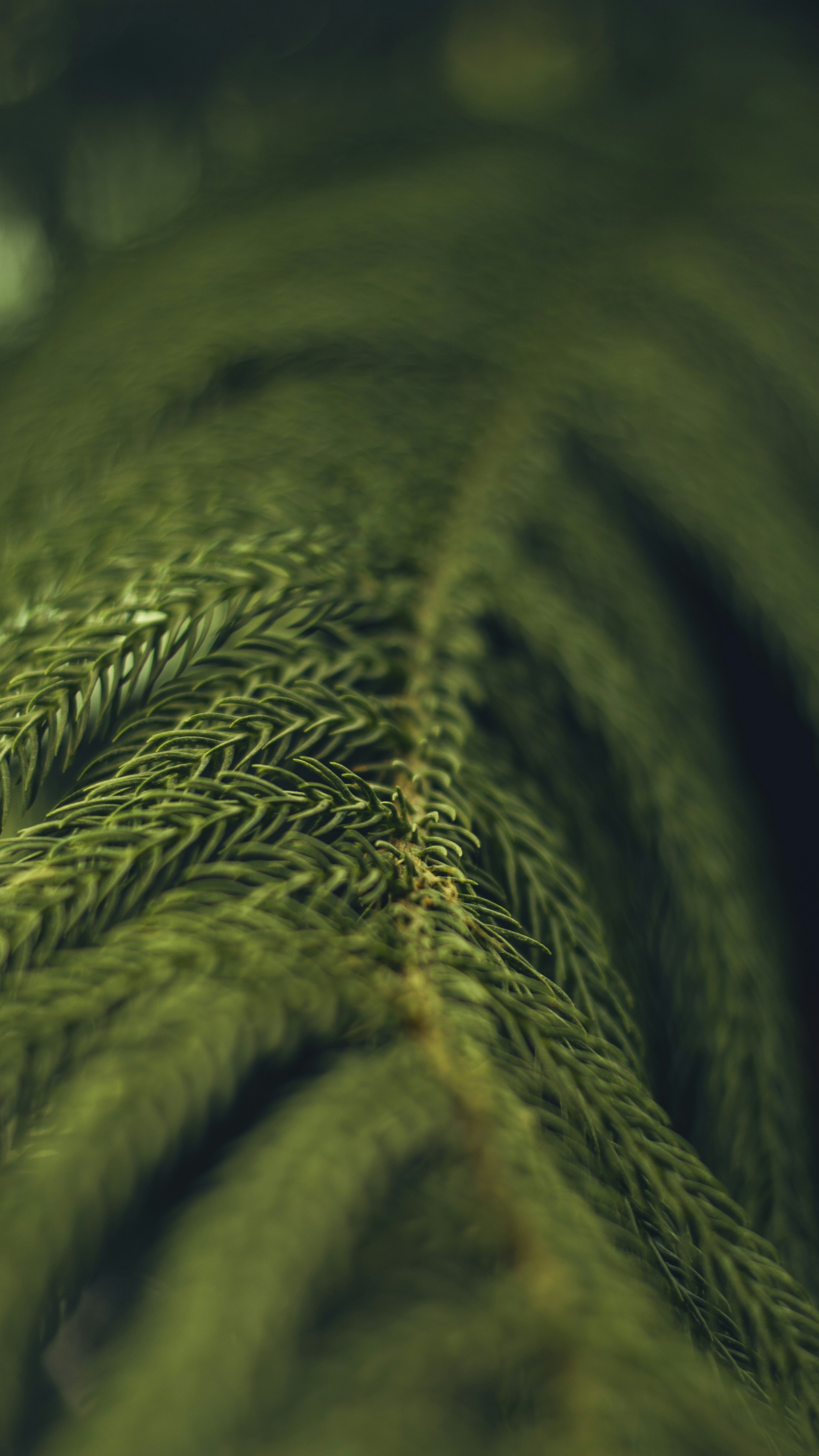 Forest & Flora