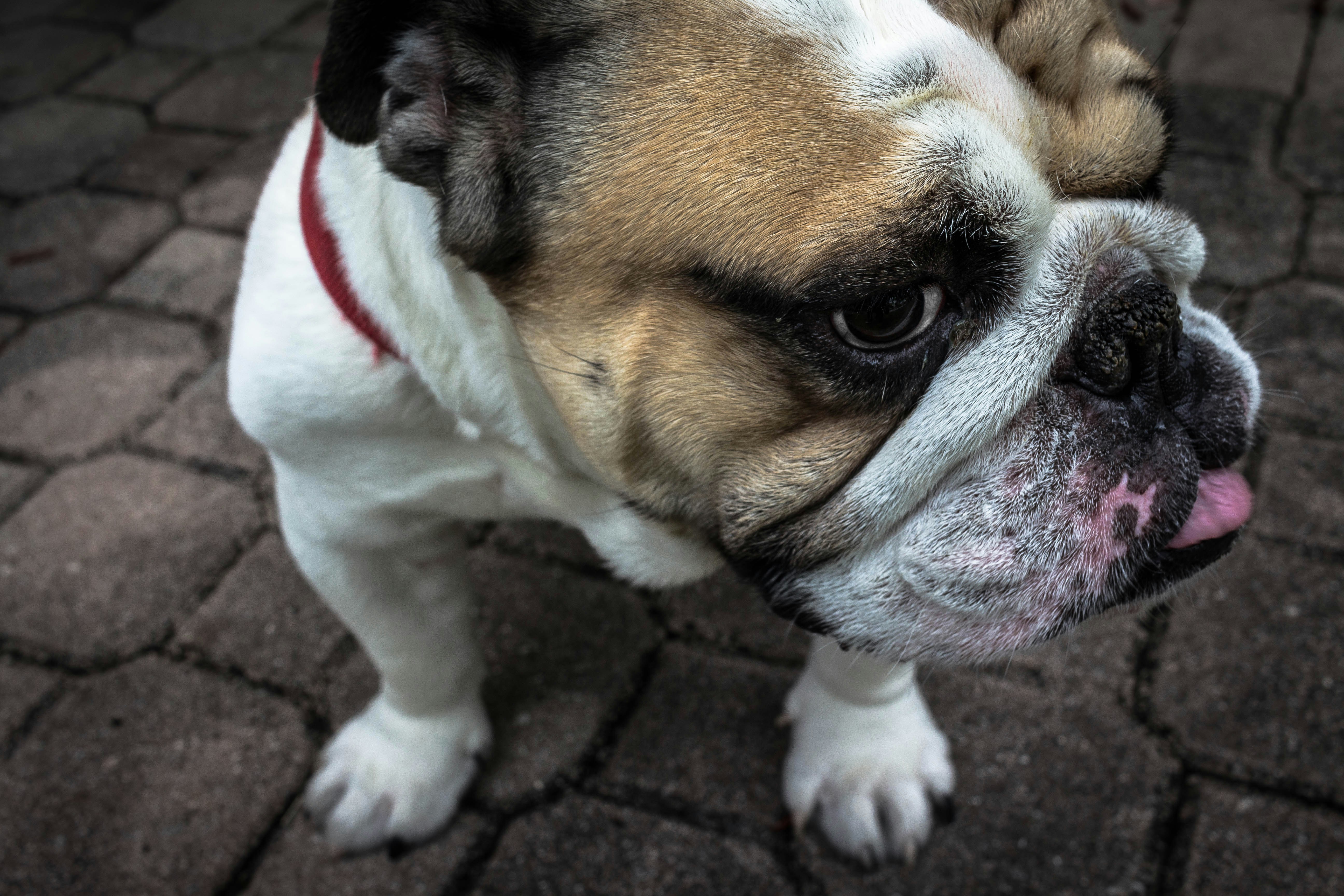 Close-up of an English Bulldog