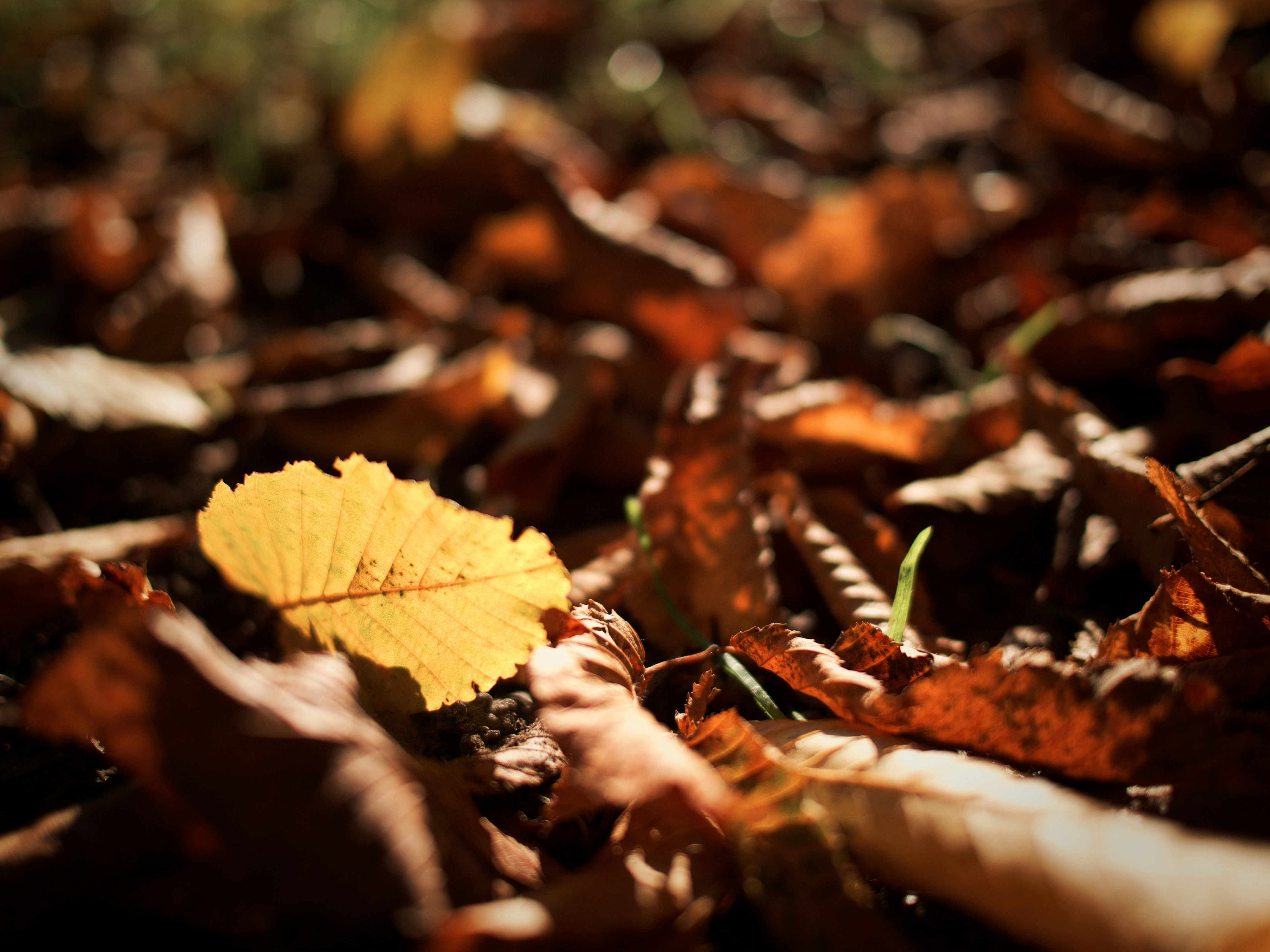 Sunlit Fallen Autumn Leaves