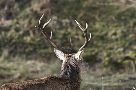Back View of Antlered Stag
