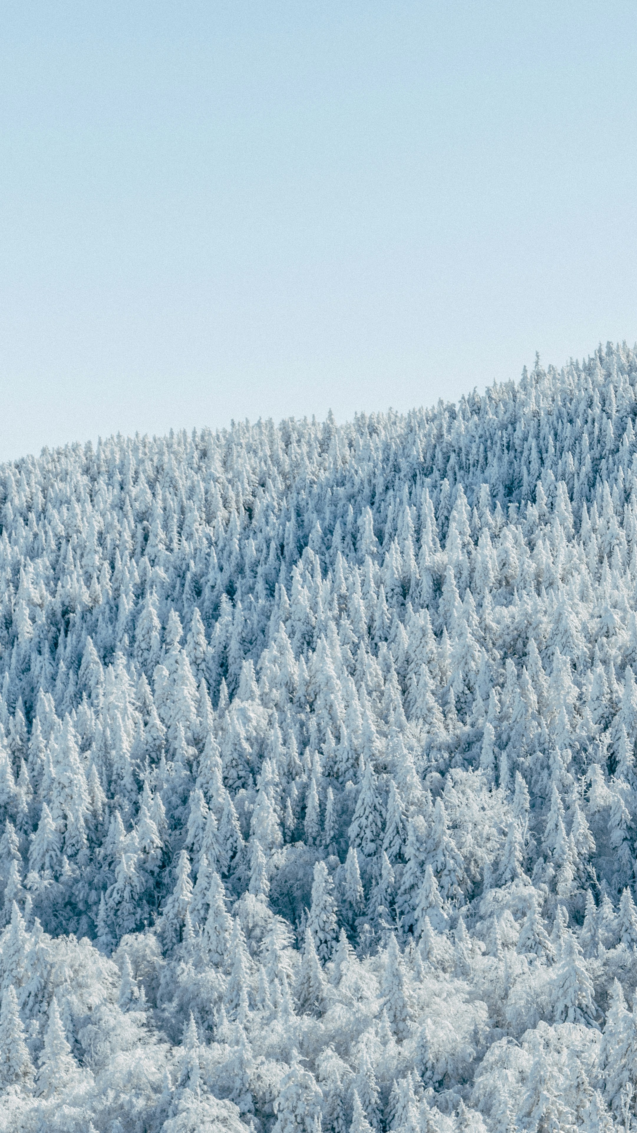 Snow-covered Hillside Forest
