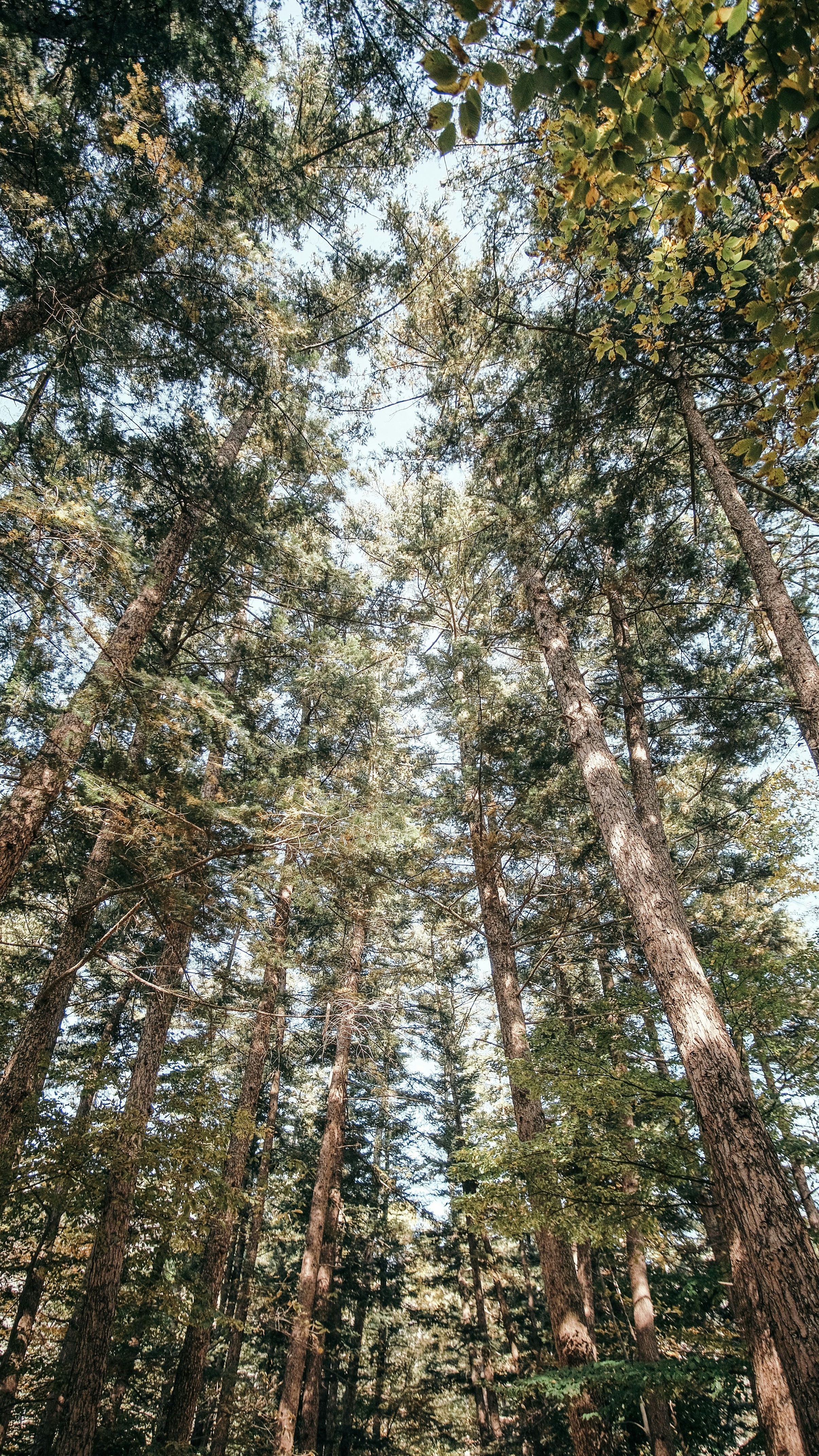 Looking Up at Tall Forest Trees