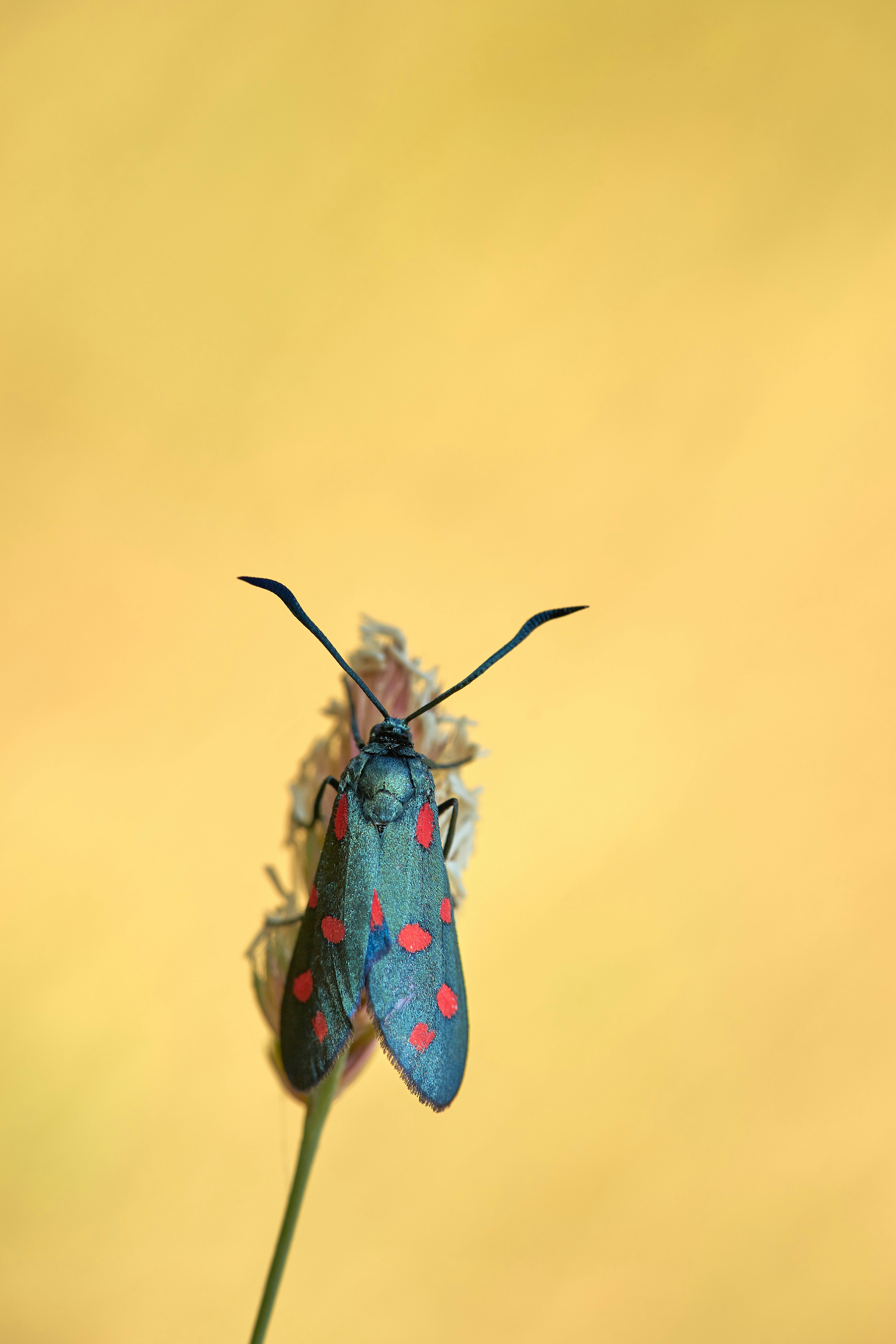 Red-spotted Moth Resting On Grass