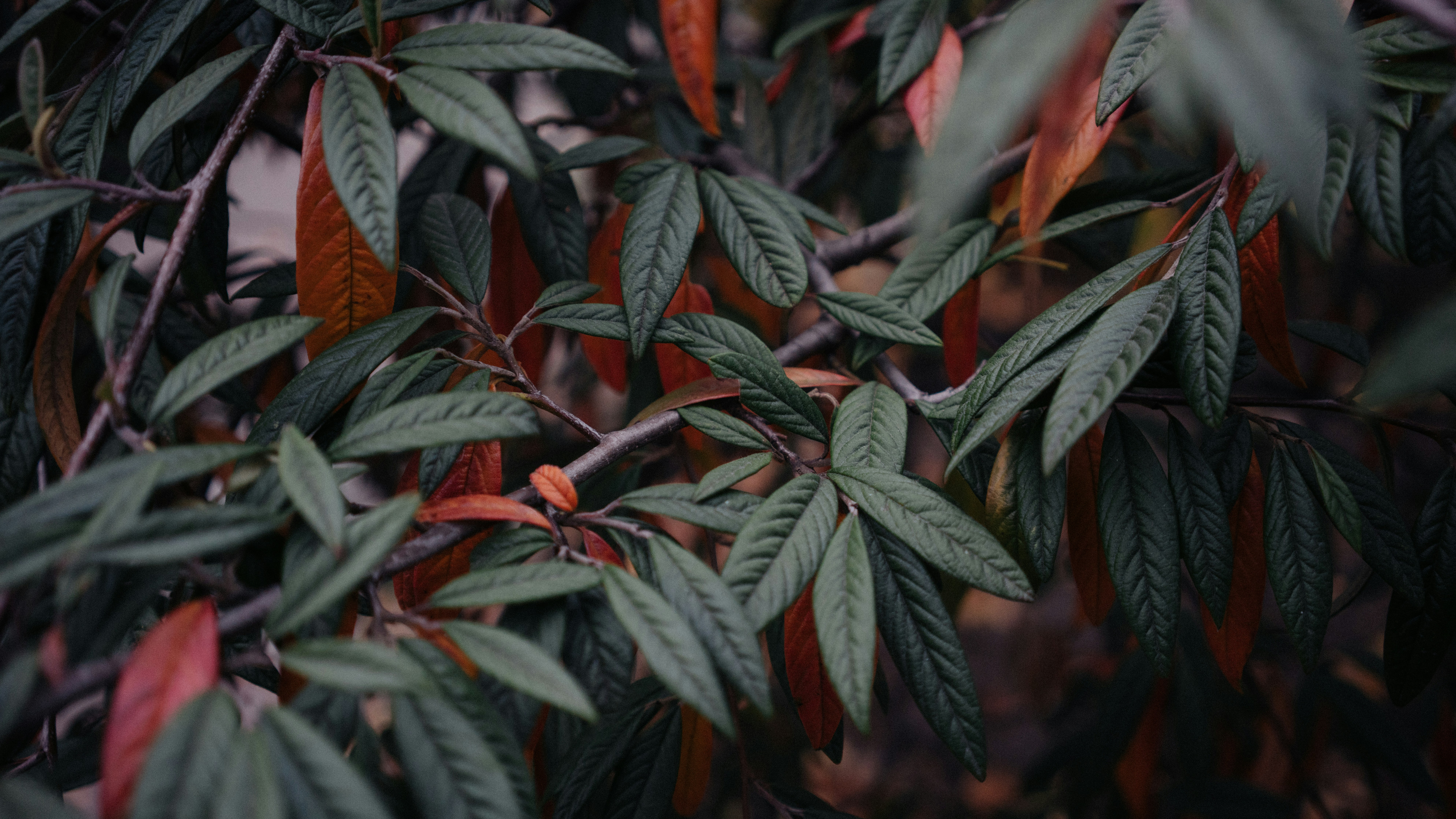 Close-up of Autumn Foliage