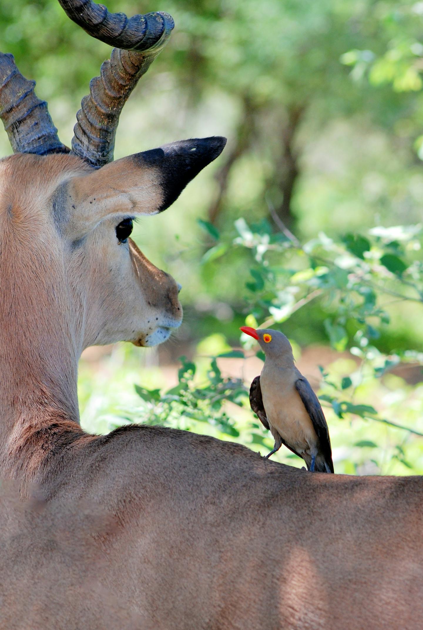 Antelope and Oxpecker Face to Face