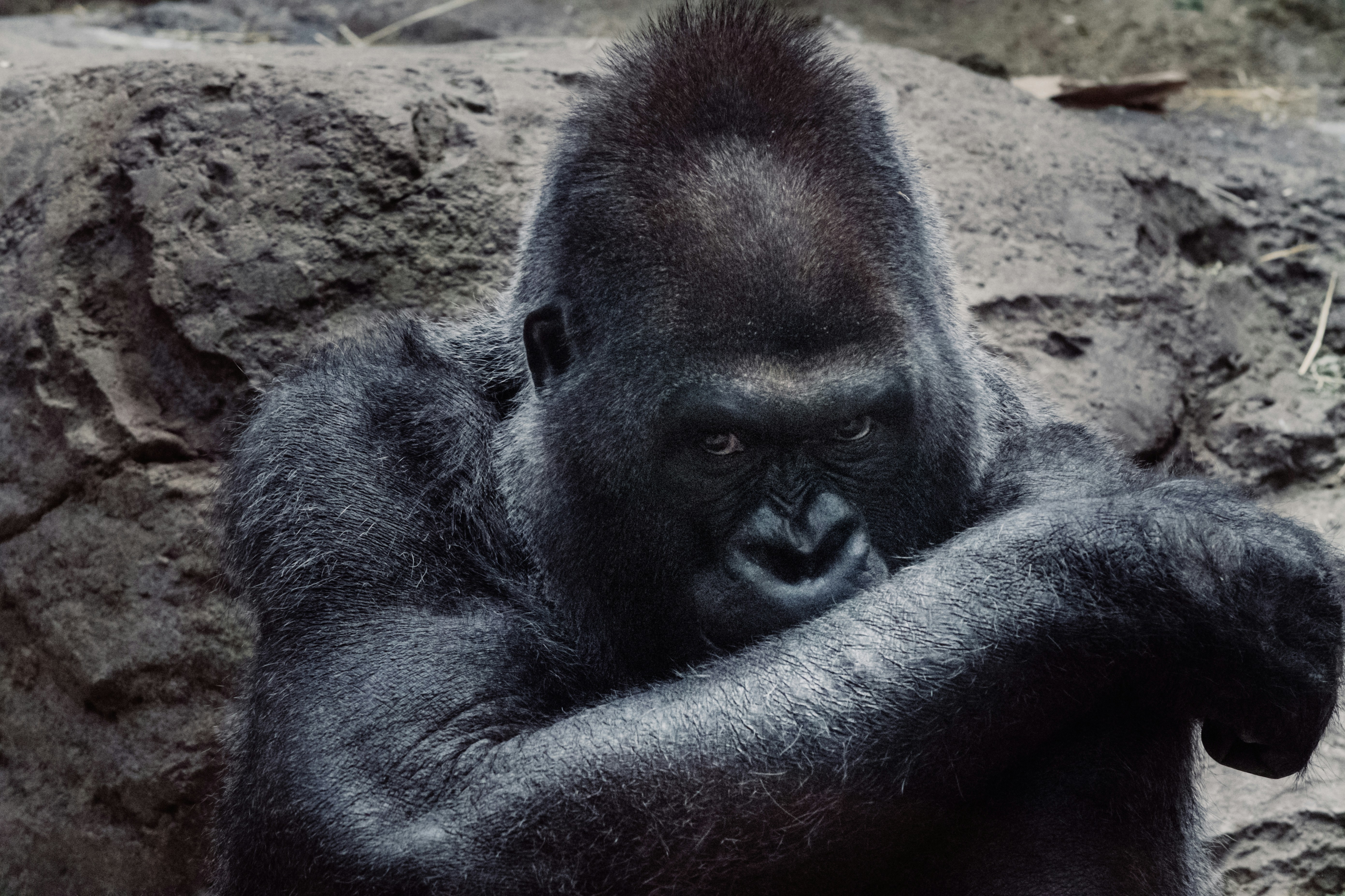 Silverback Gorilla Close Up