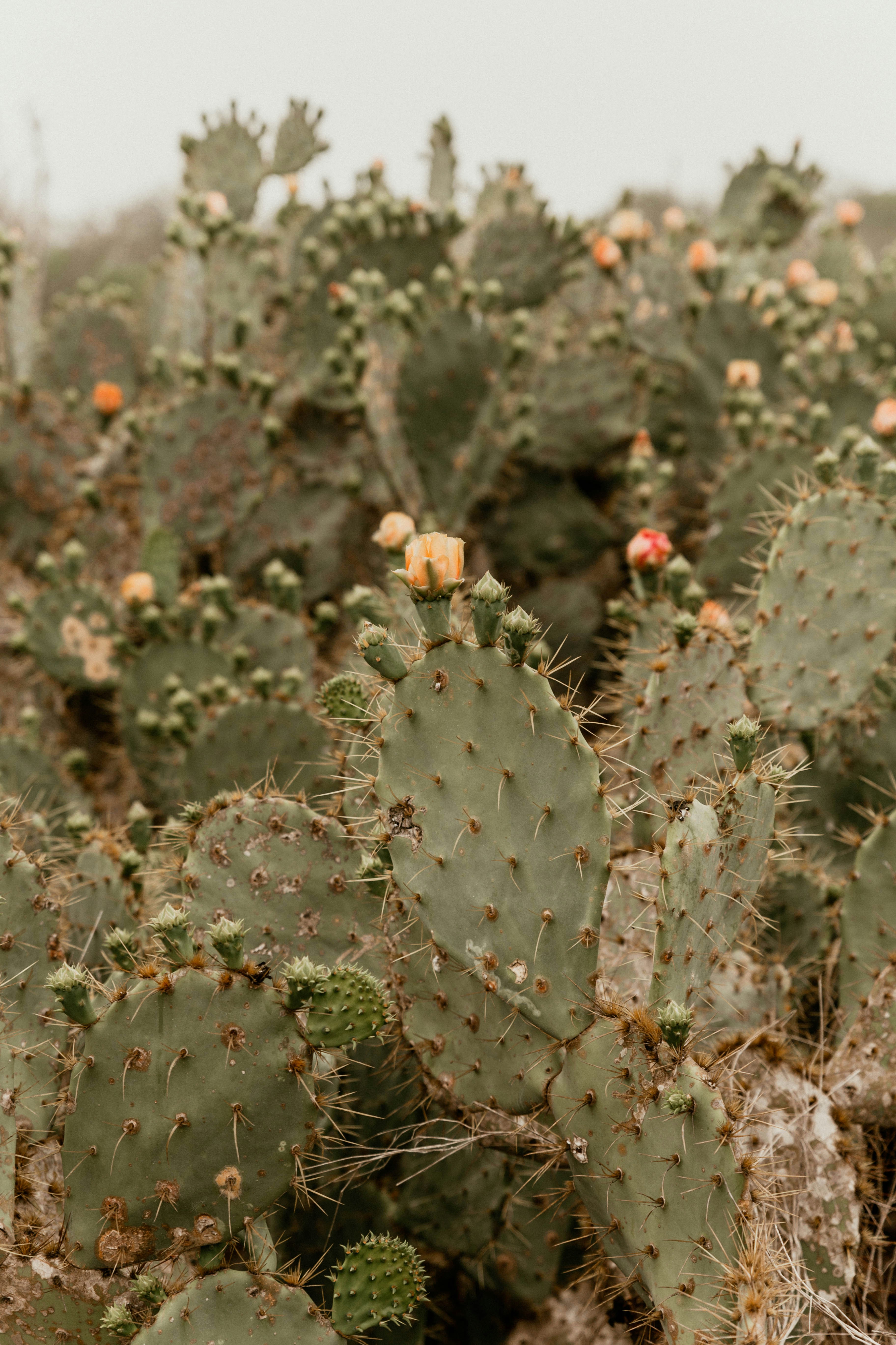 Blooming Prickly Pear Cacti