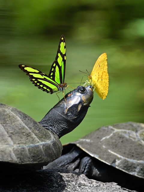 Two Butterflies Resting on a Turtle