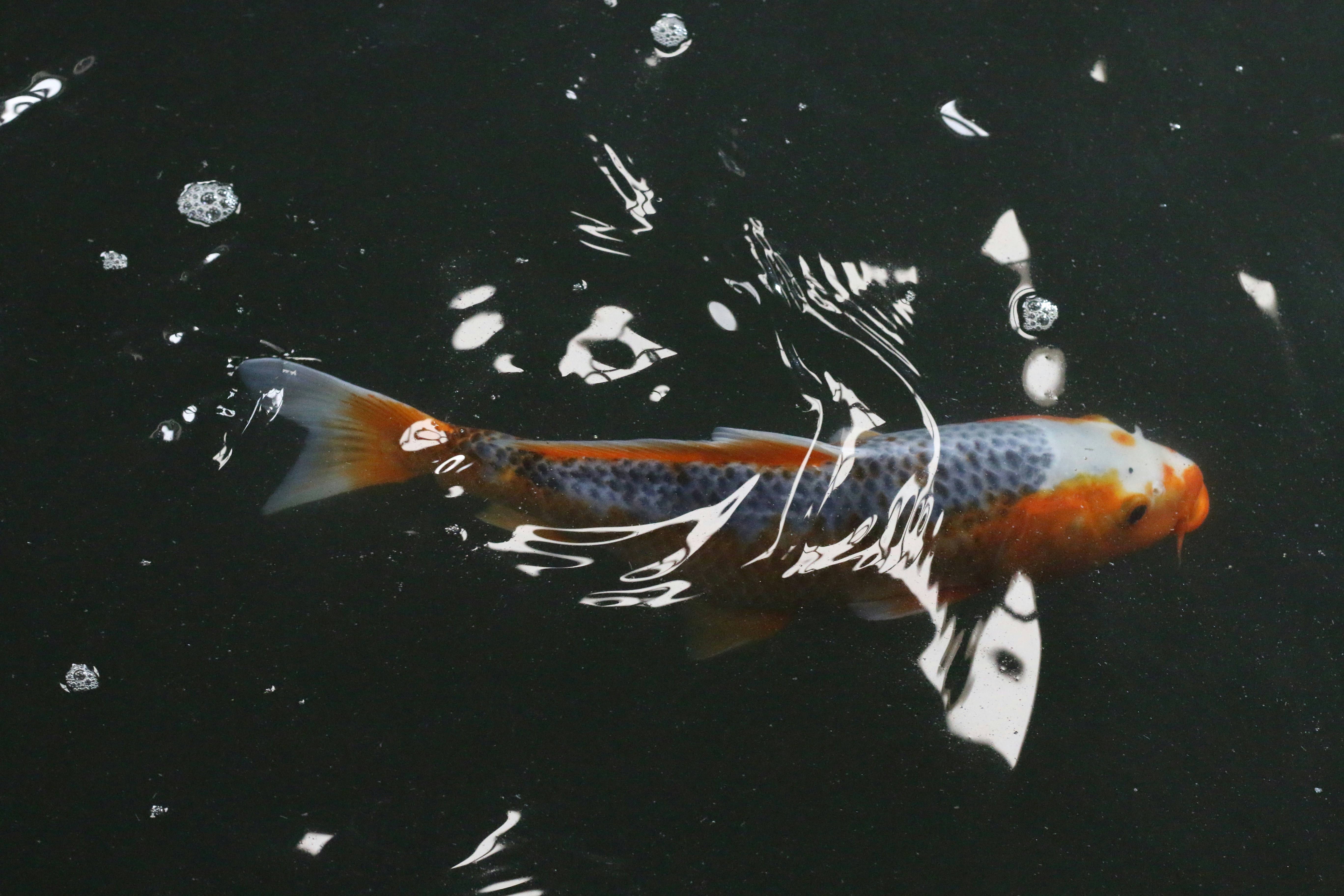 Koi Carp in Dark Pond Water