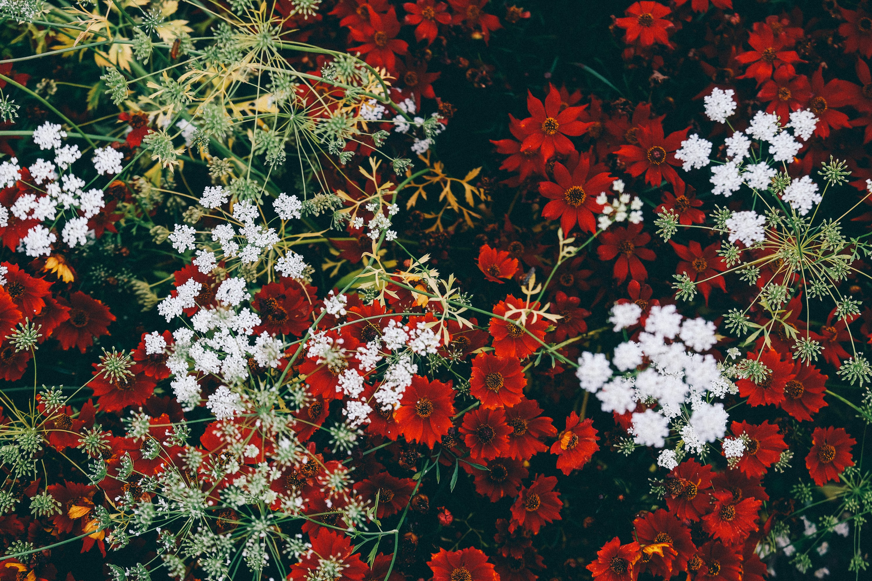 Red and White Mixed Wildflowers