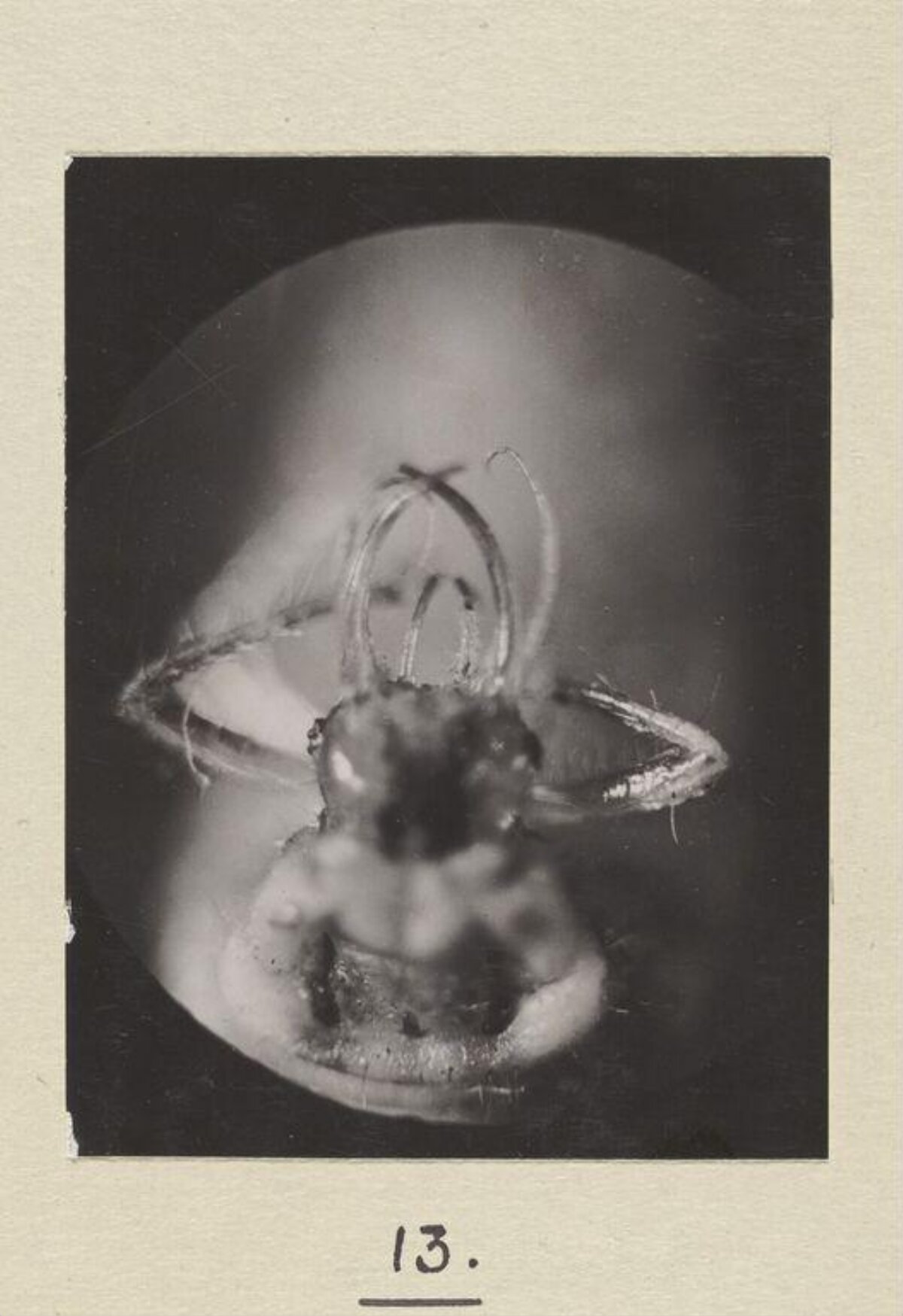 Vintage Micrograph of Small Arthropod