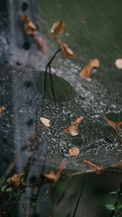 Dewy Spider Web With Fallen Leaves