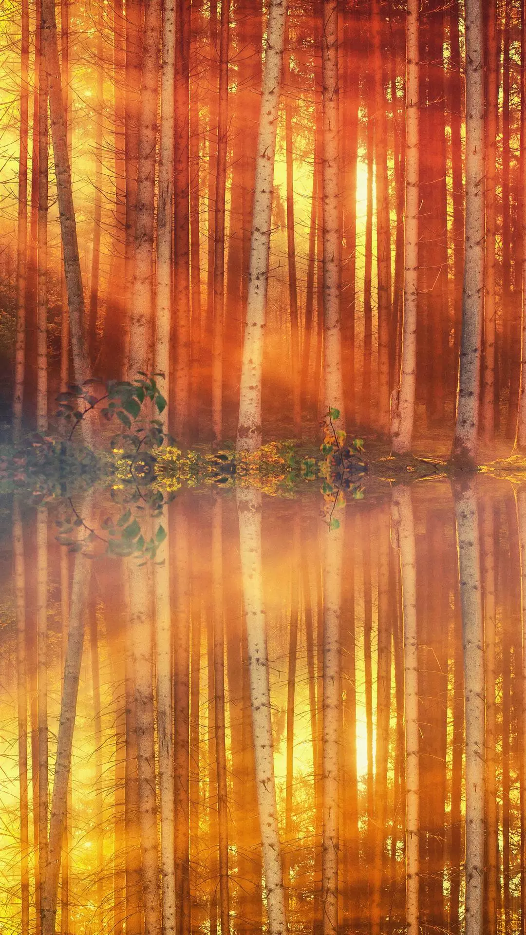 Wallpapers