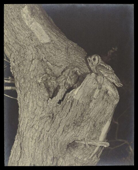 Tawny Owl on Tree Trunk