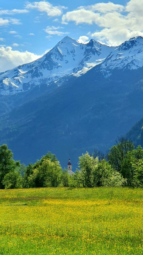 Alpine Meadow and Snowy Mountain View