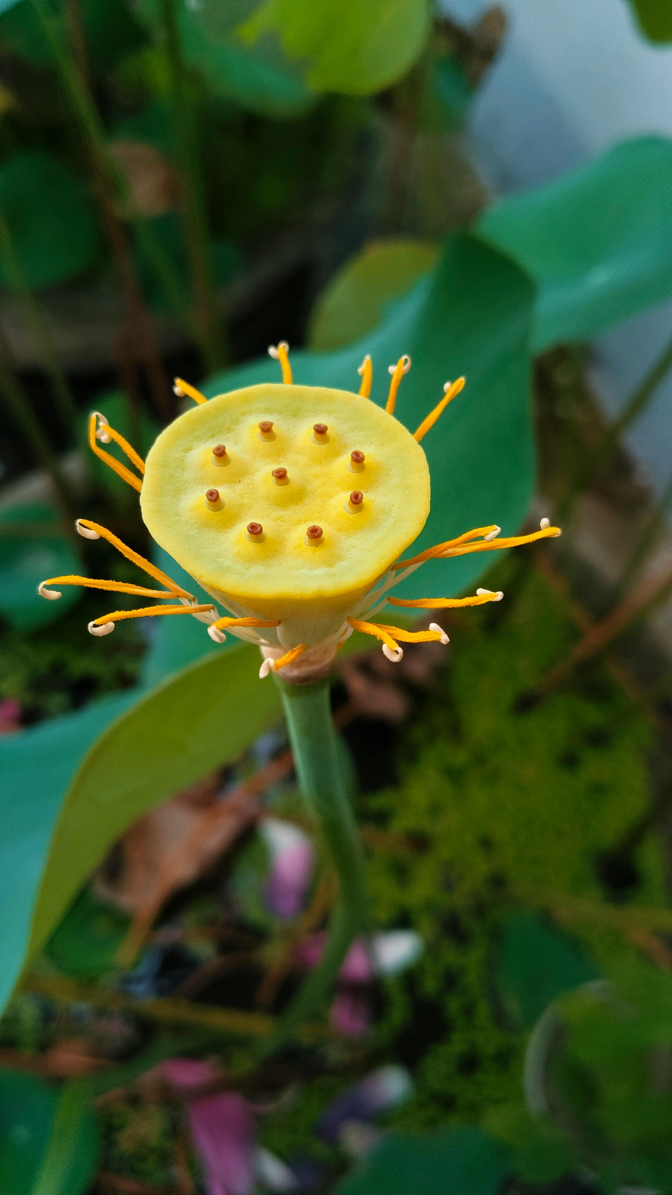 Young Lotus Seed Pod