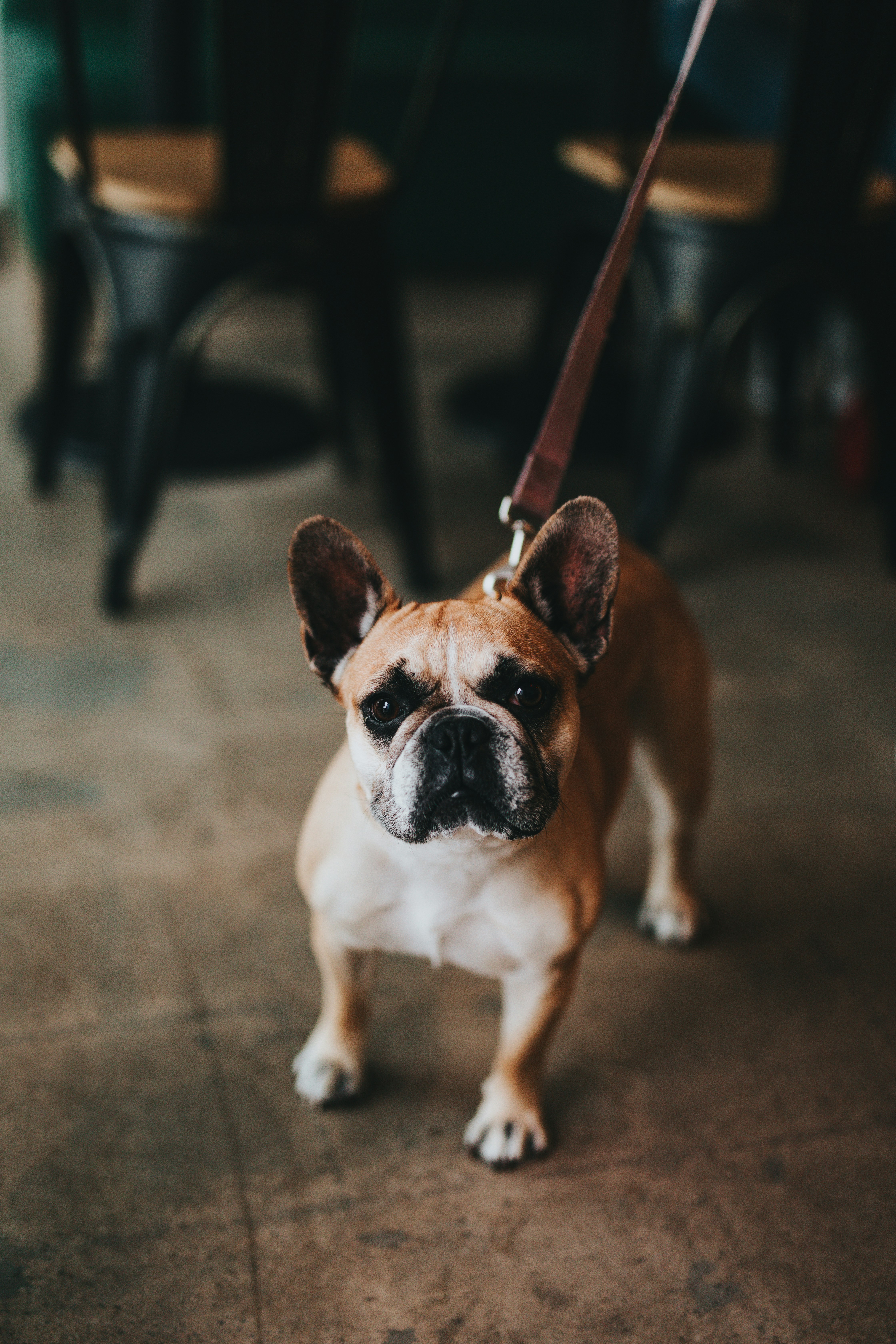 Leashed French Bulldog Indoors