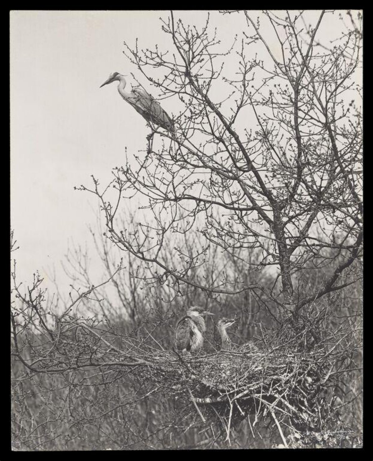 Grey Herons at Nest on Leafless Tree