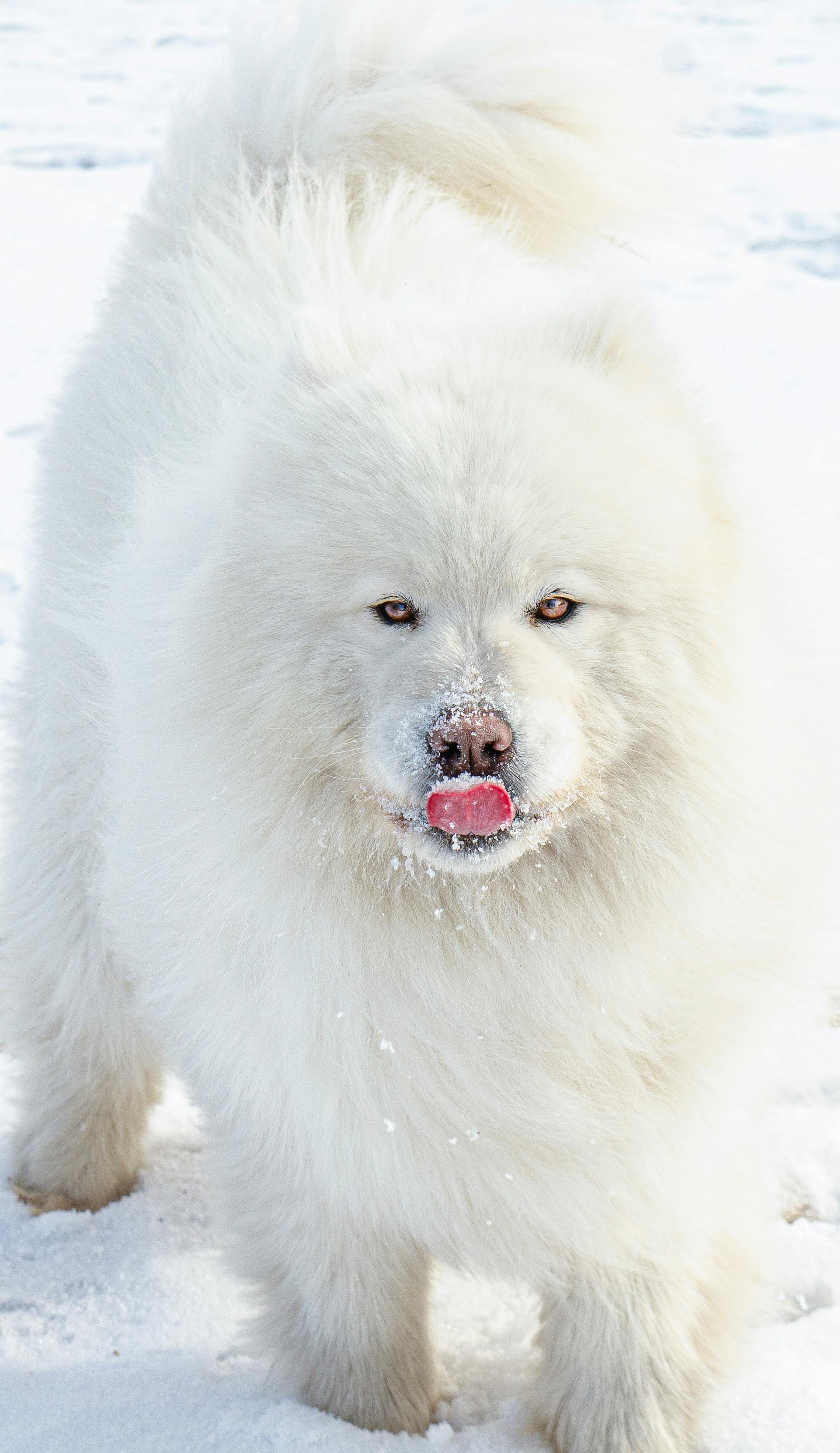 Fluffy Samoyed Dog In Snow
