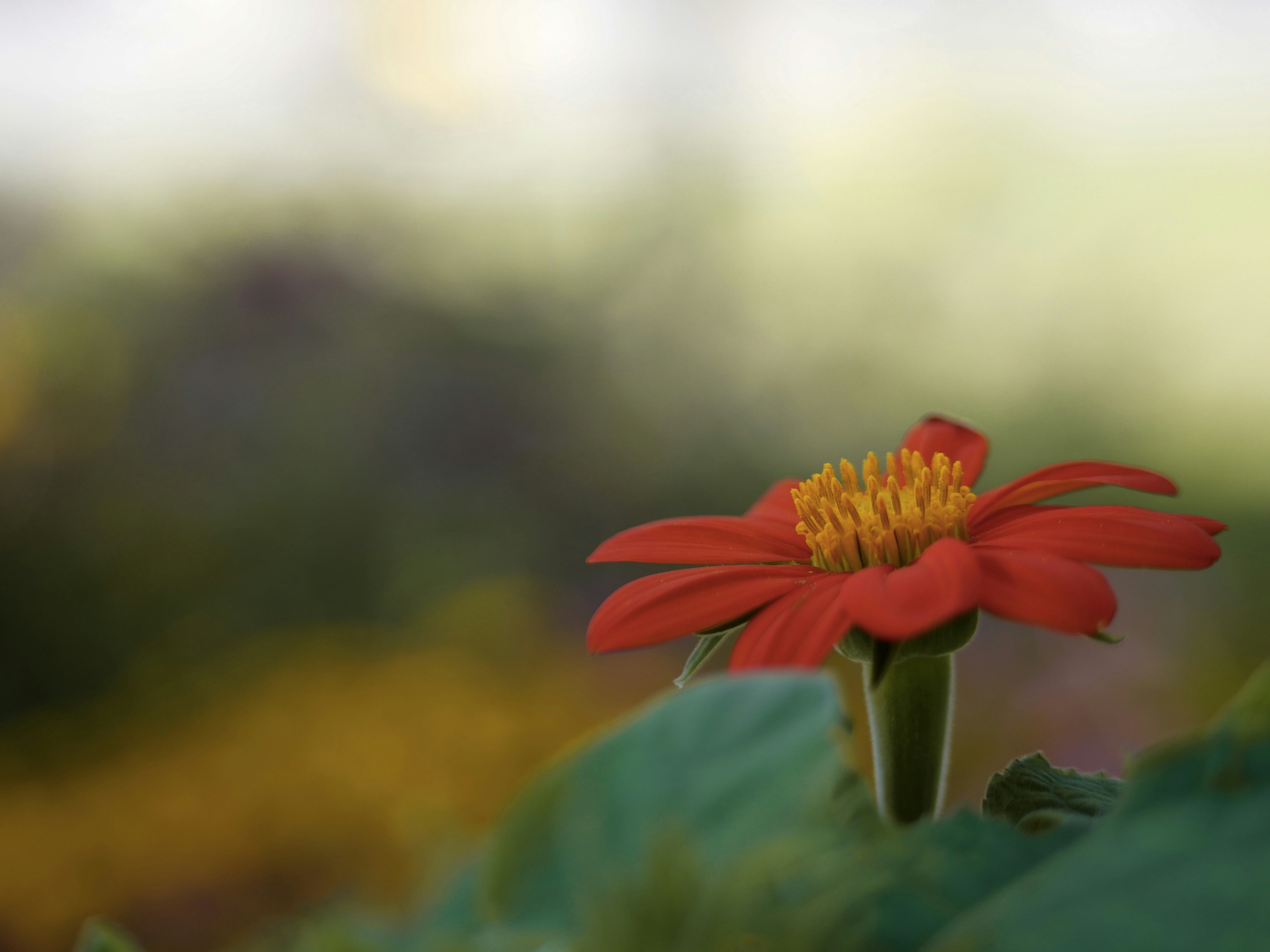 Red Flower Close-up