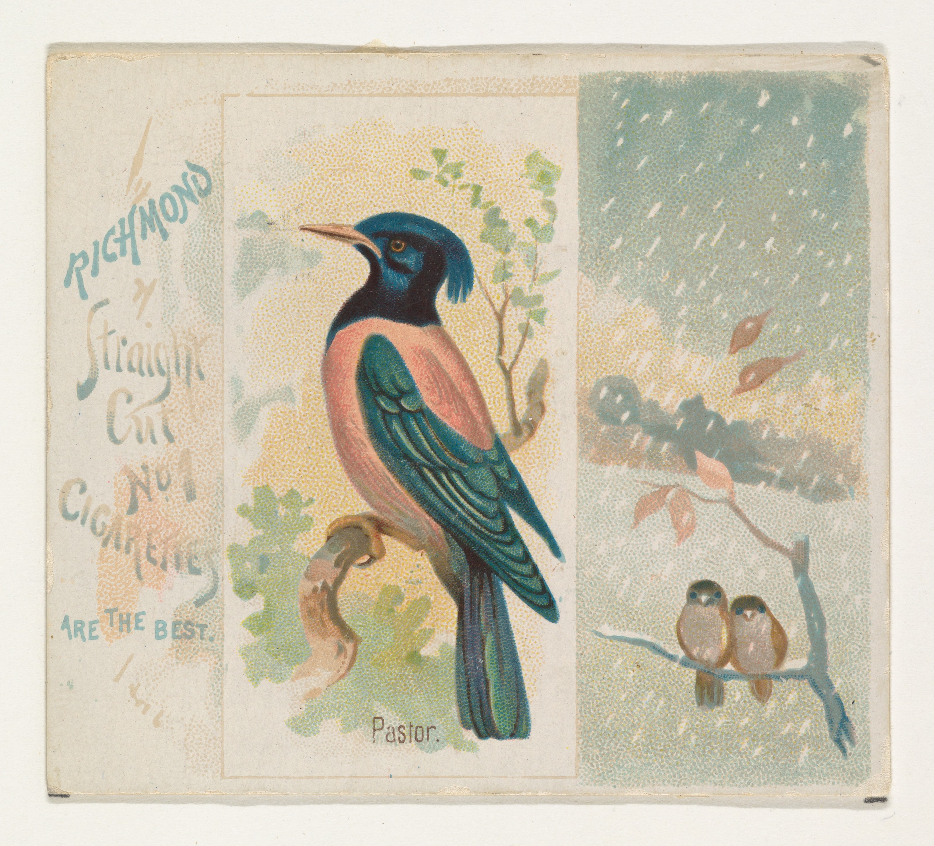 Vintage Cigarette Card with Pastor Bird