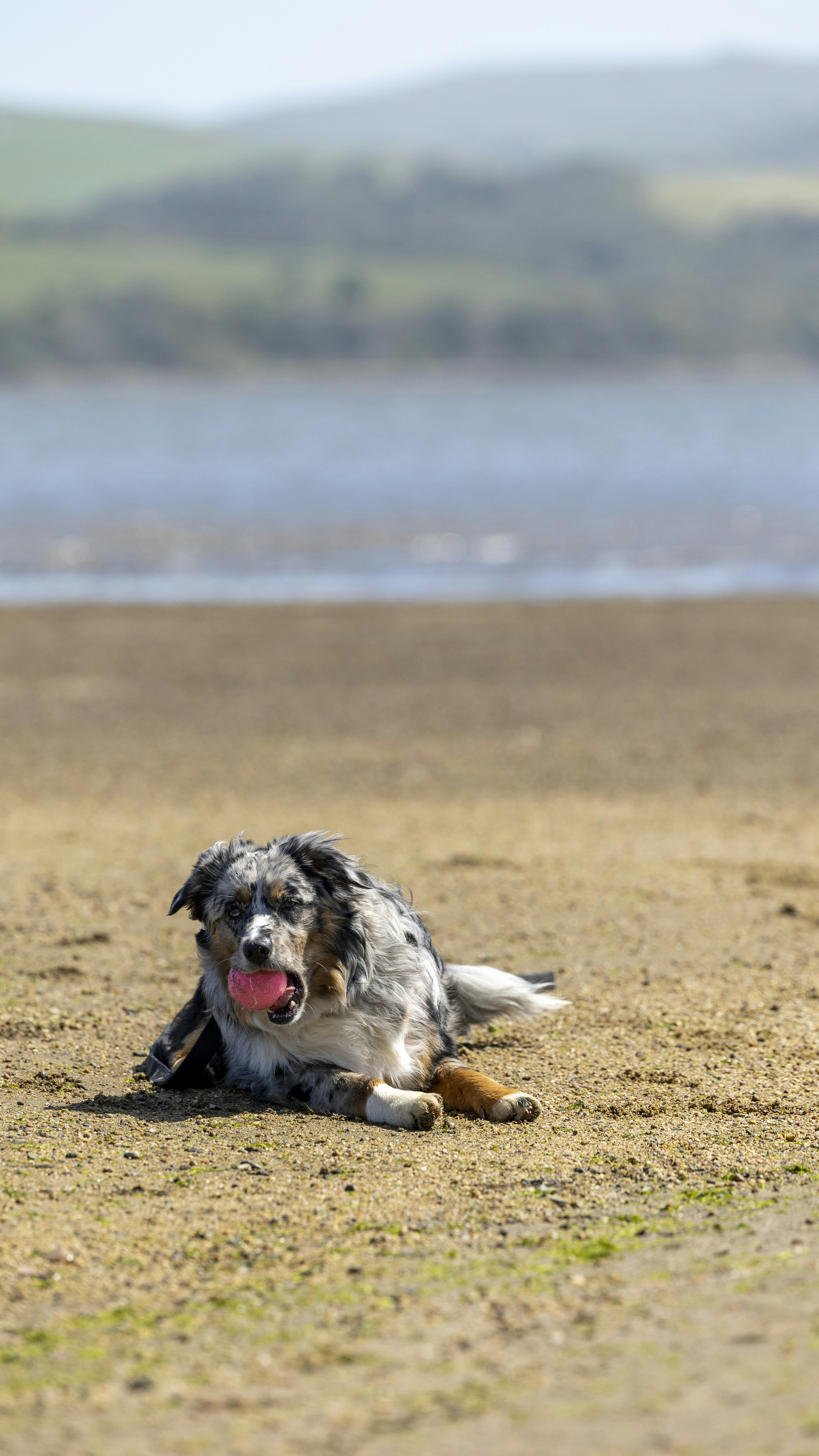 Fluffy Merle Dog Resting On Beach