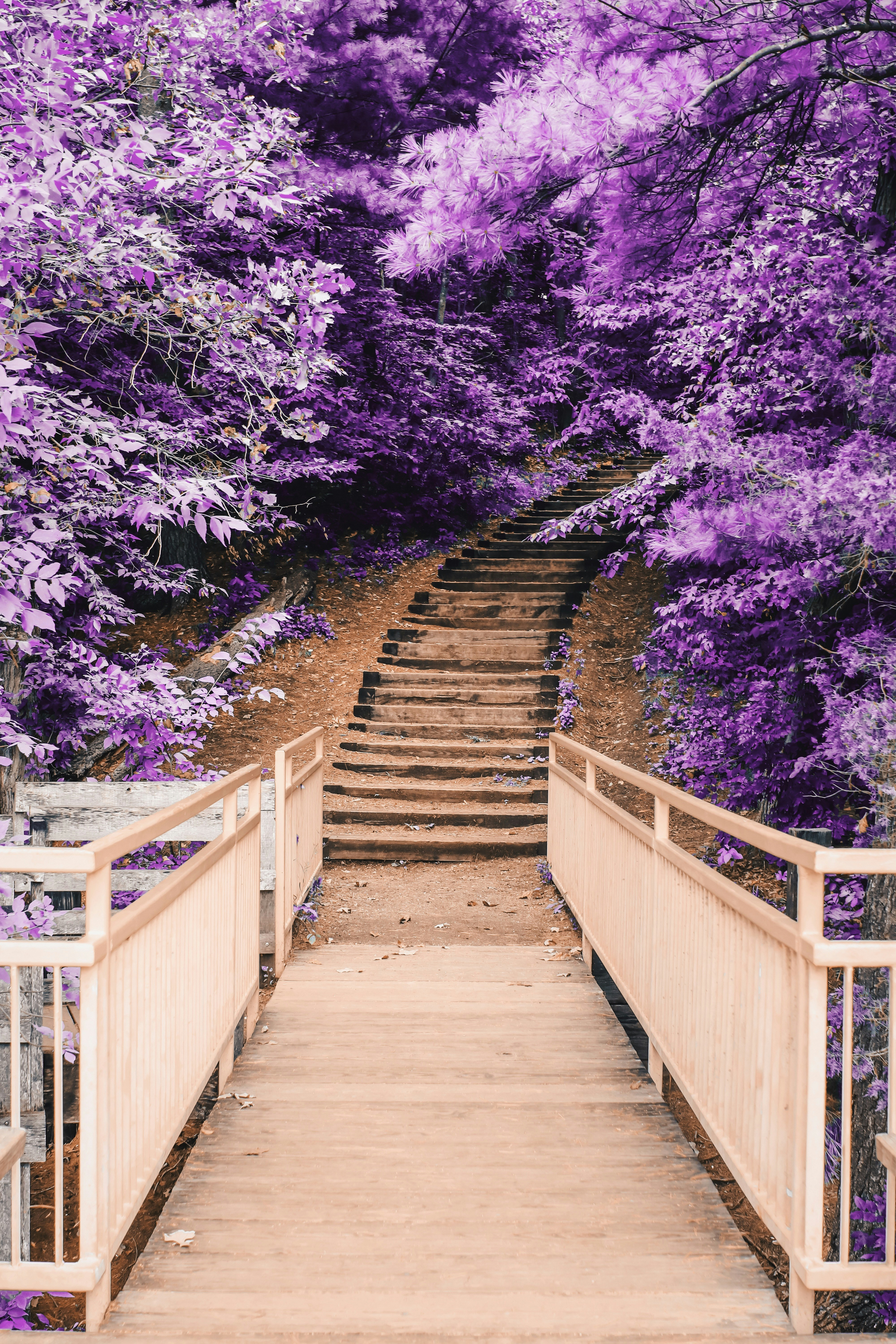 Wooden Stairs Through Purple Forest