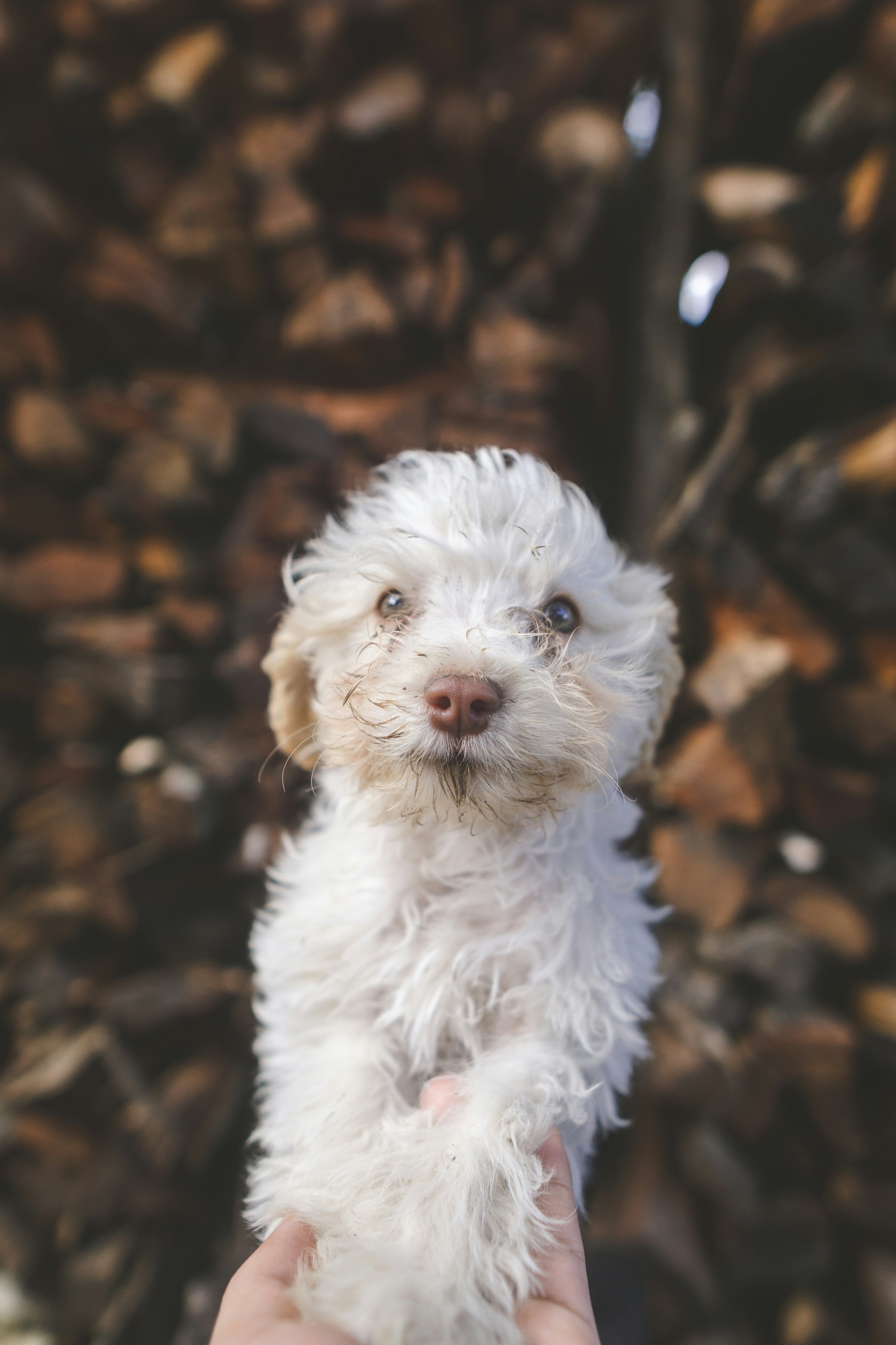 Fluffy White Puppy Held By Hand — Avatars