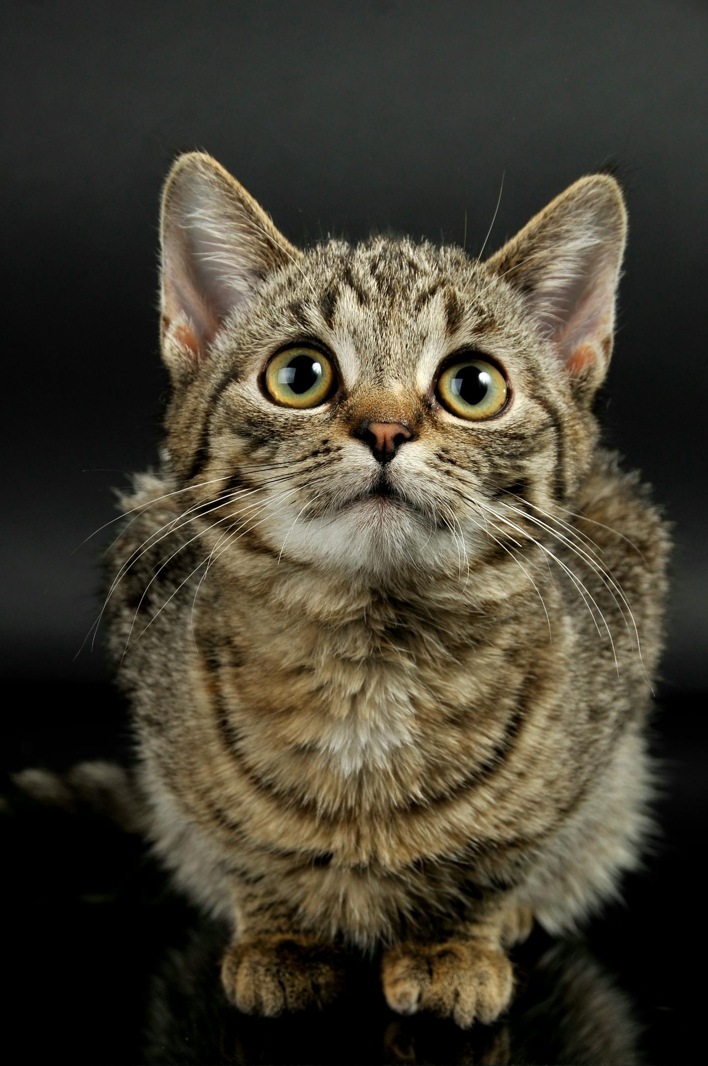 Wide-Eyed Tabby Kitten Portrait