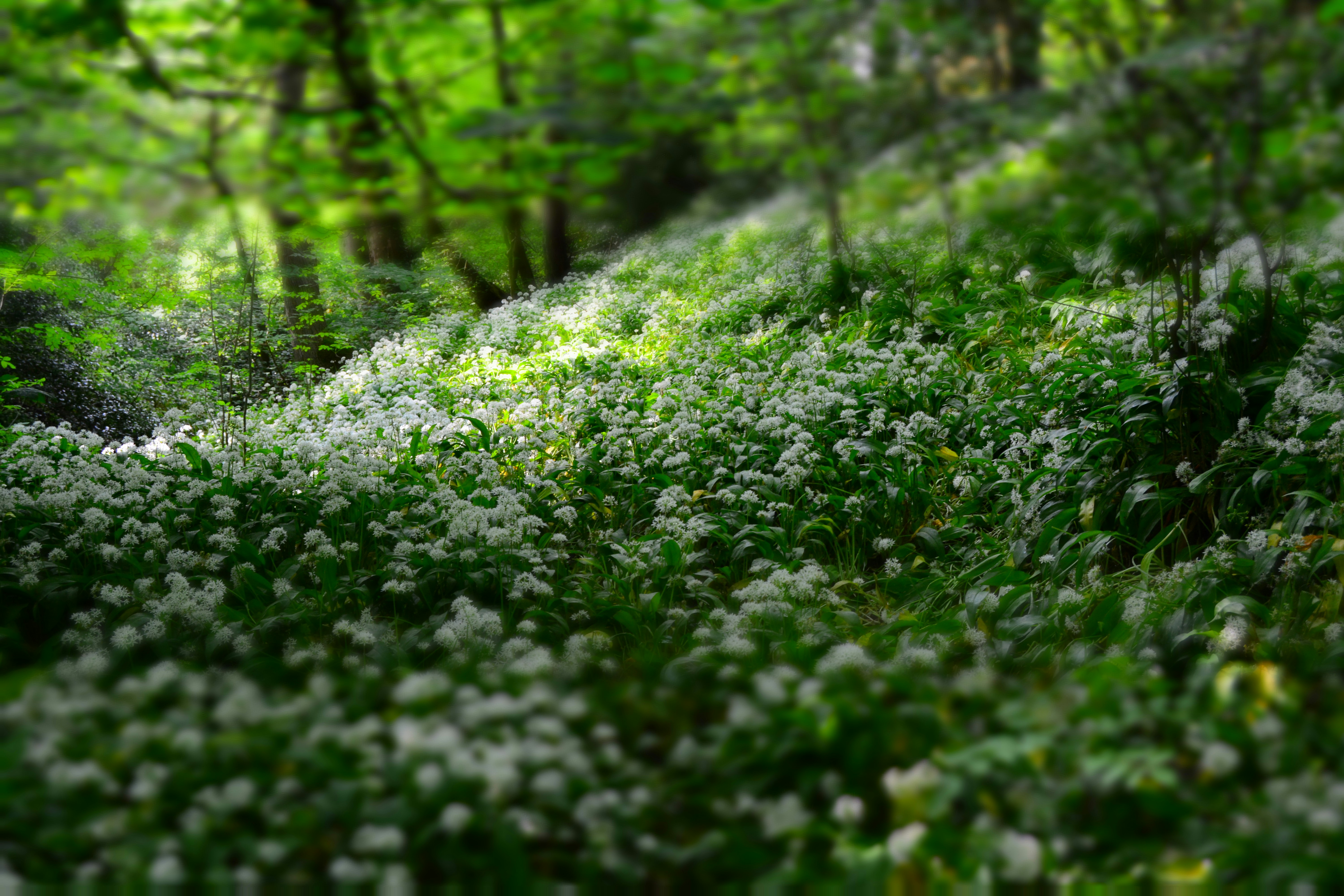 Wild Garlic Flowers in Forest