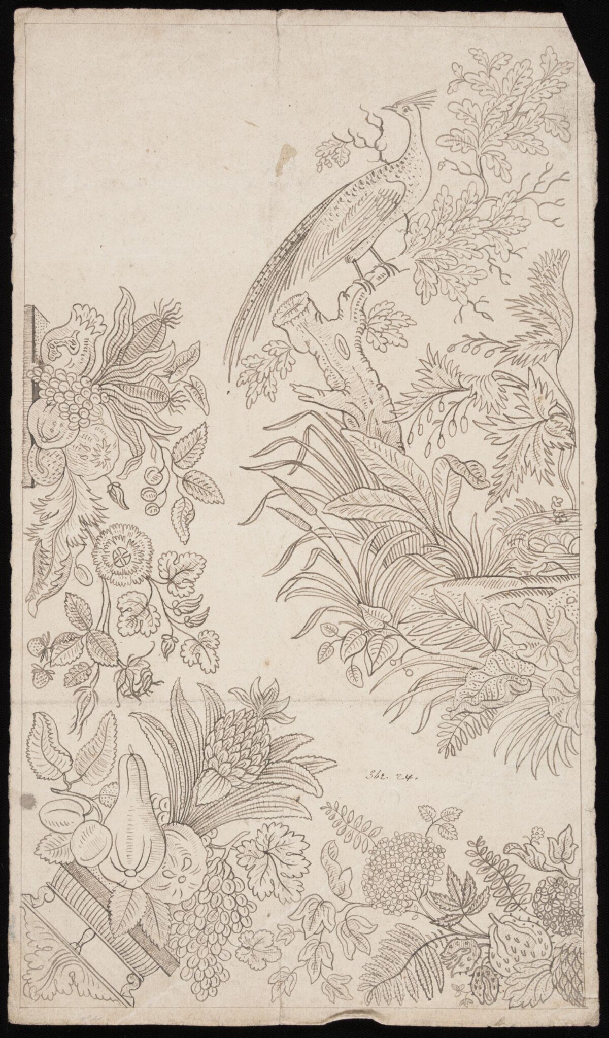 Line Drawing of Pheasant and Fruits