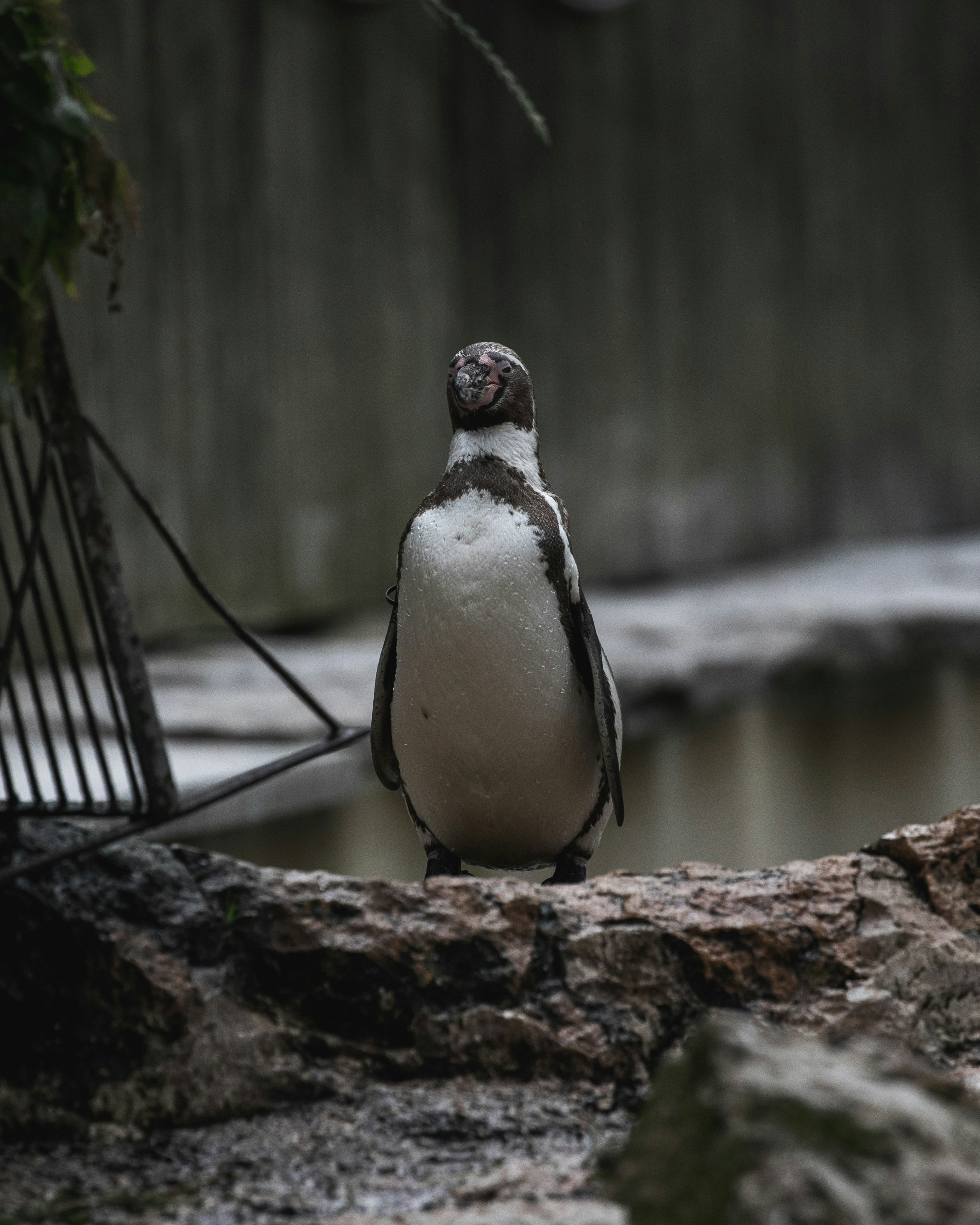 Penguin Standing On Rock